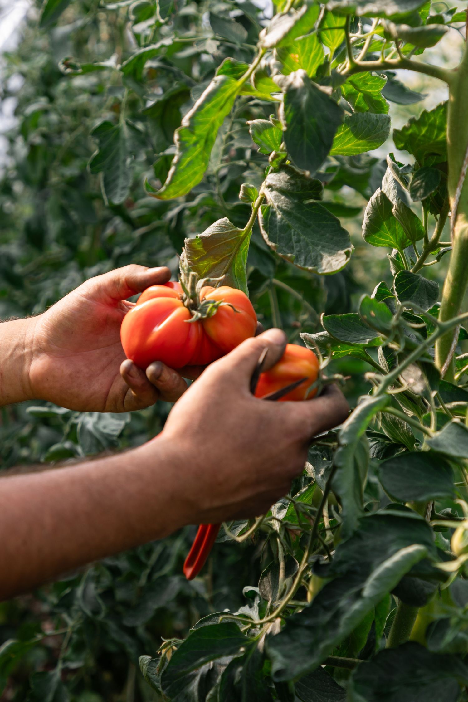 Farmer harvesting large ripe red heirloom tomato from green plant using pruning shears.
