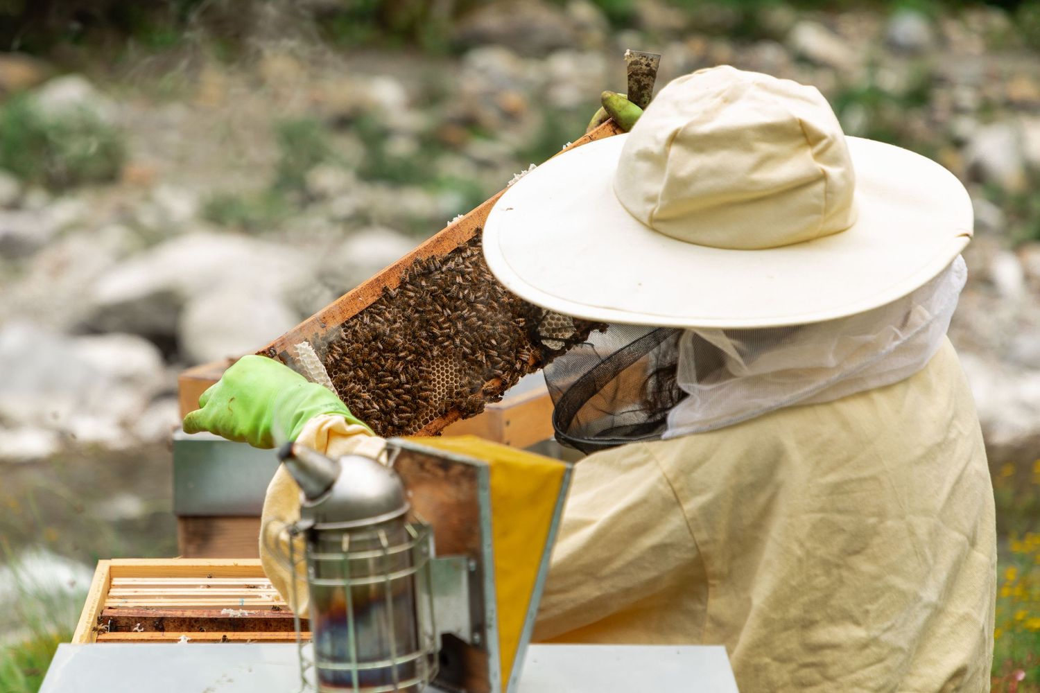 Beekeeper in protective suit and hat using a smoker while inspecting a honeycomb frame outdoors.