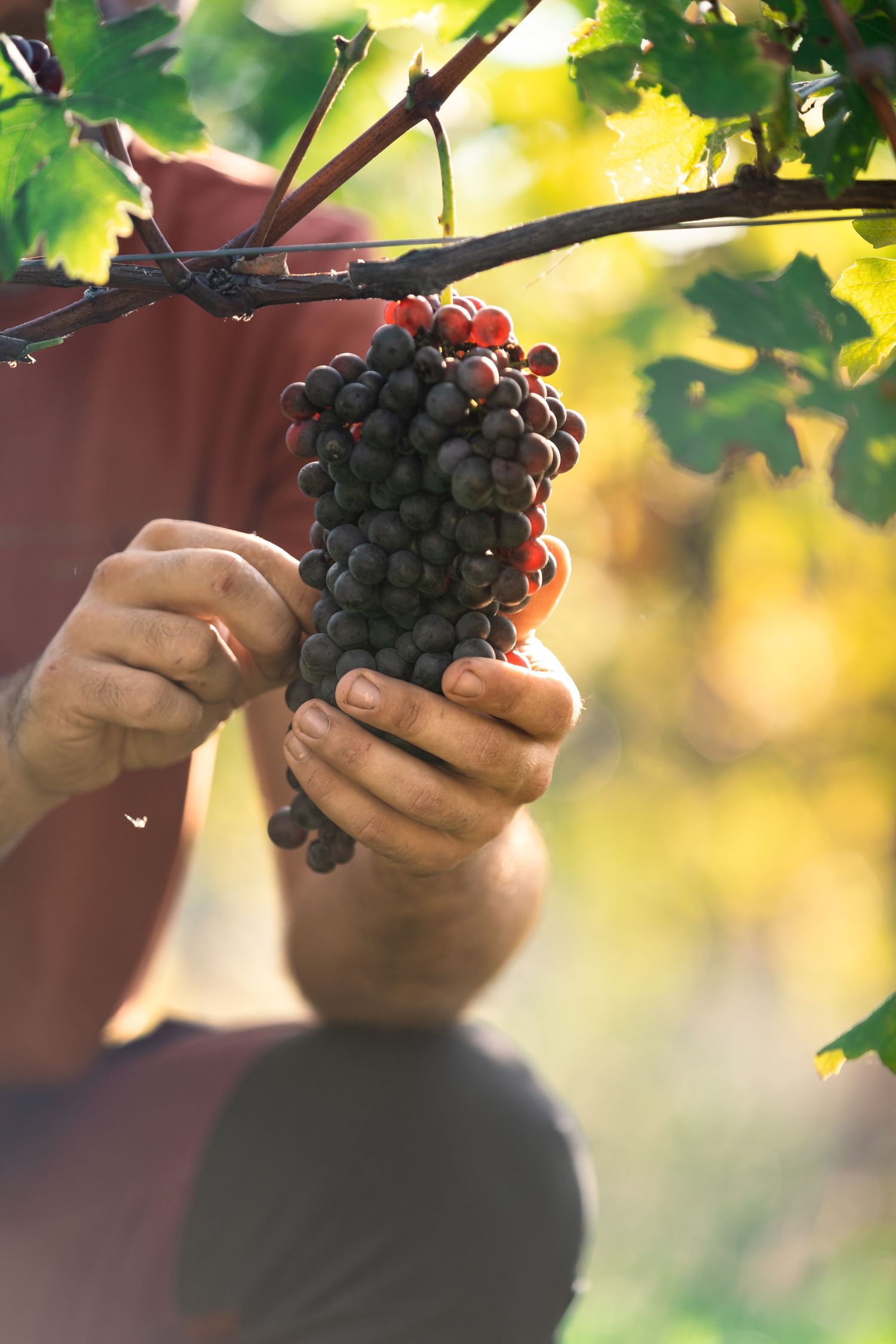 Farmer harvesting a ripe cluster of dark purple grapes from a vine in a sunlit vineyard.