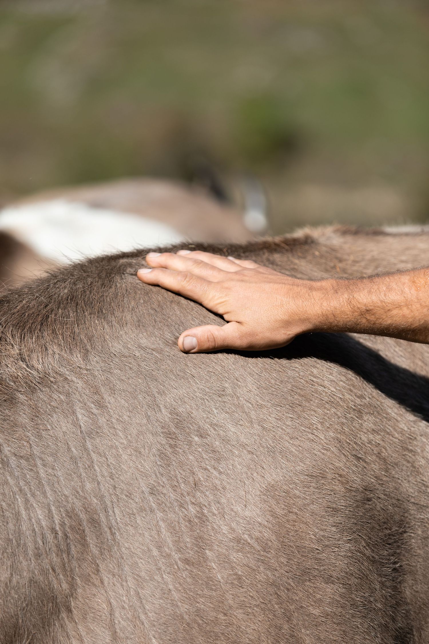 Close-up of a hand gently stroking the gray coat of a horse outdoors.