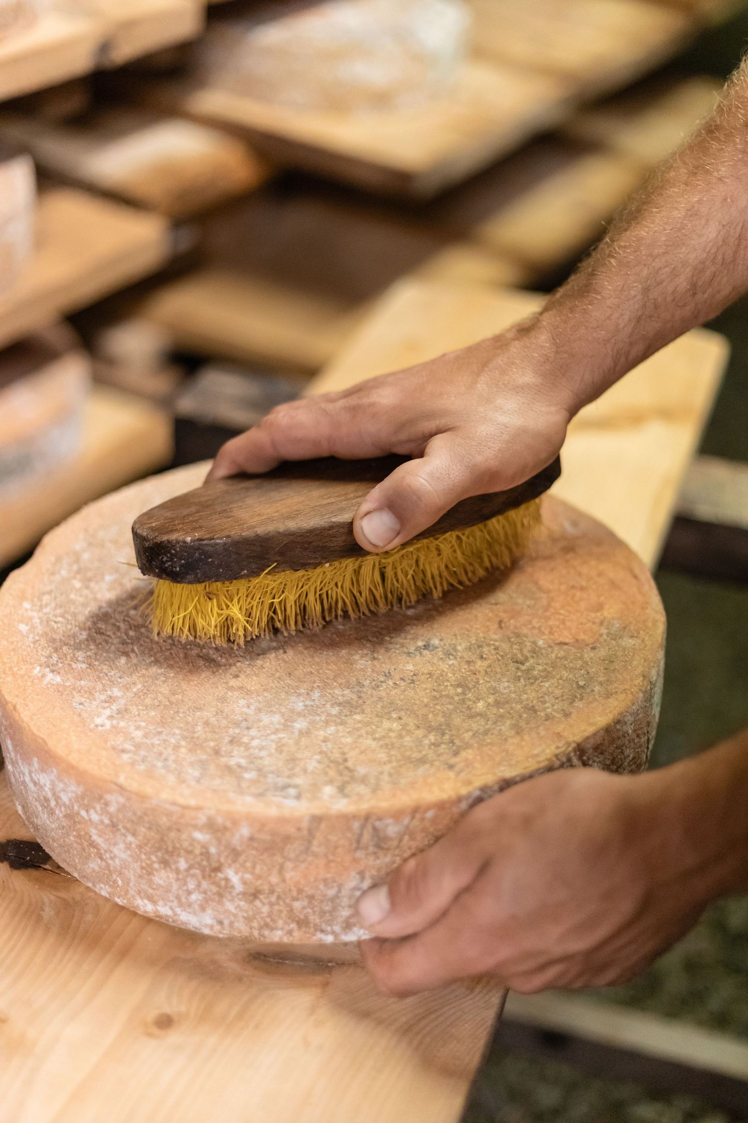 Hands brushing the rind of a round aged cheese wheel with a wooden brush in a cheese cellar.