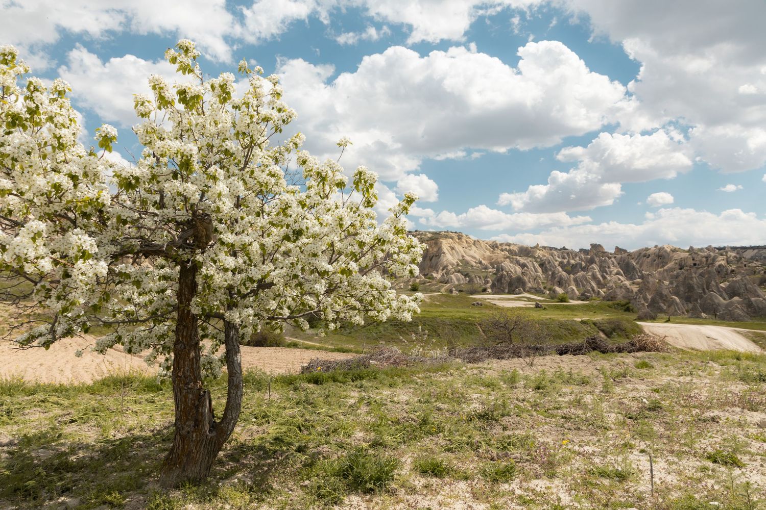 Blooming white flowering tree in spring with eroded Cappadocia landscape and cloudy sky in background.