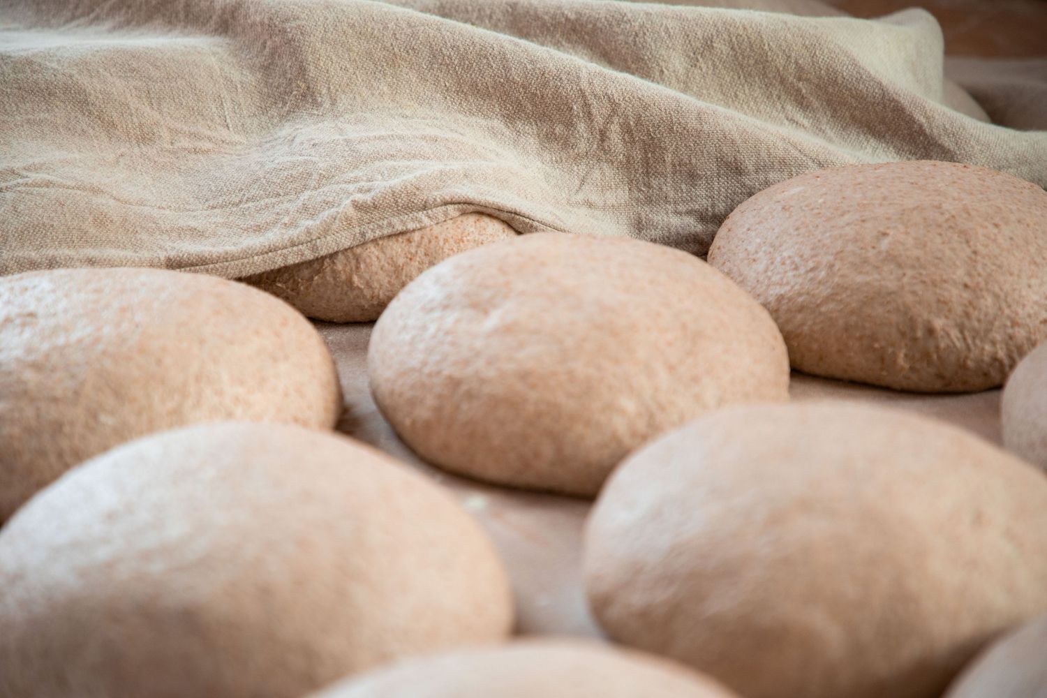 Freshly shaped round bread dough rolls dusted with flour resting under linen cloth before baking.