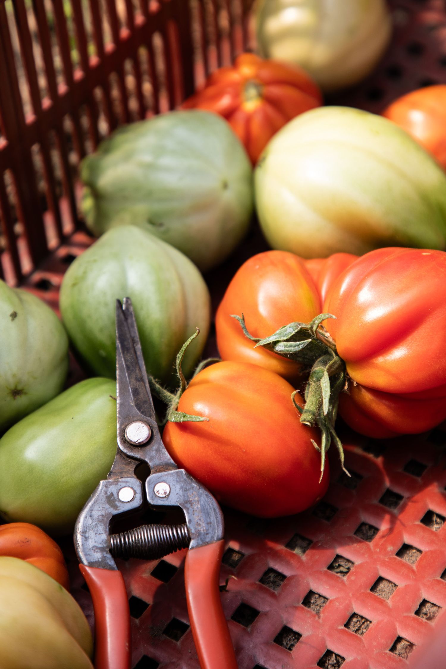Fresh harvested red and green heirloom tomatoes with pruning shears in red plastic basket.