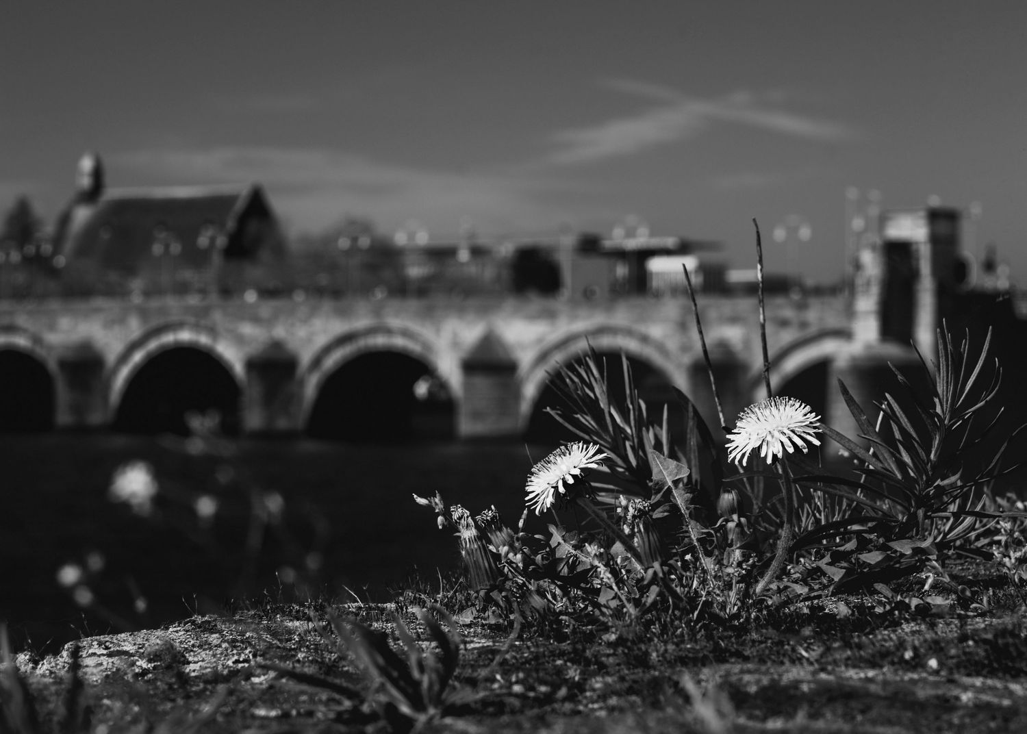 A bridge in Maastricht Netherlands, with a focus on foliage in the foreground.