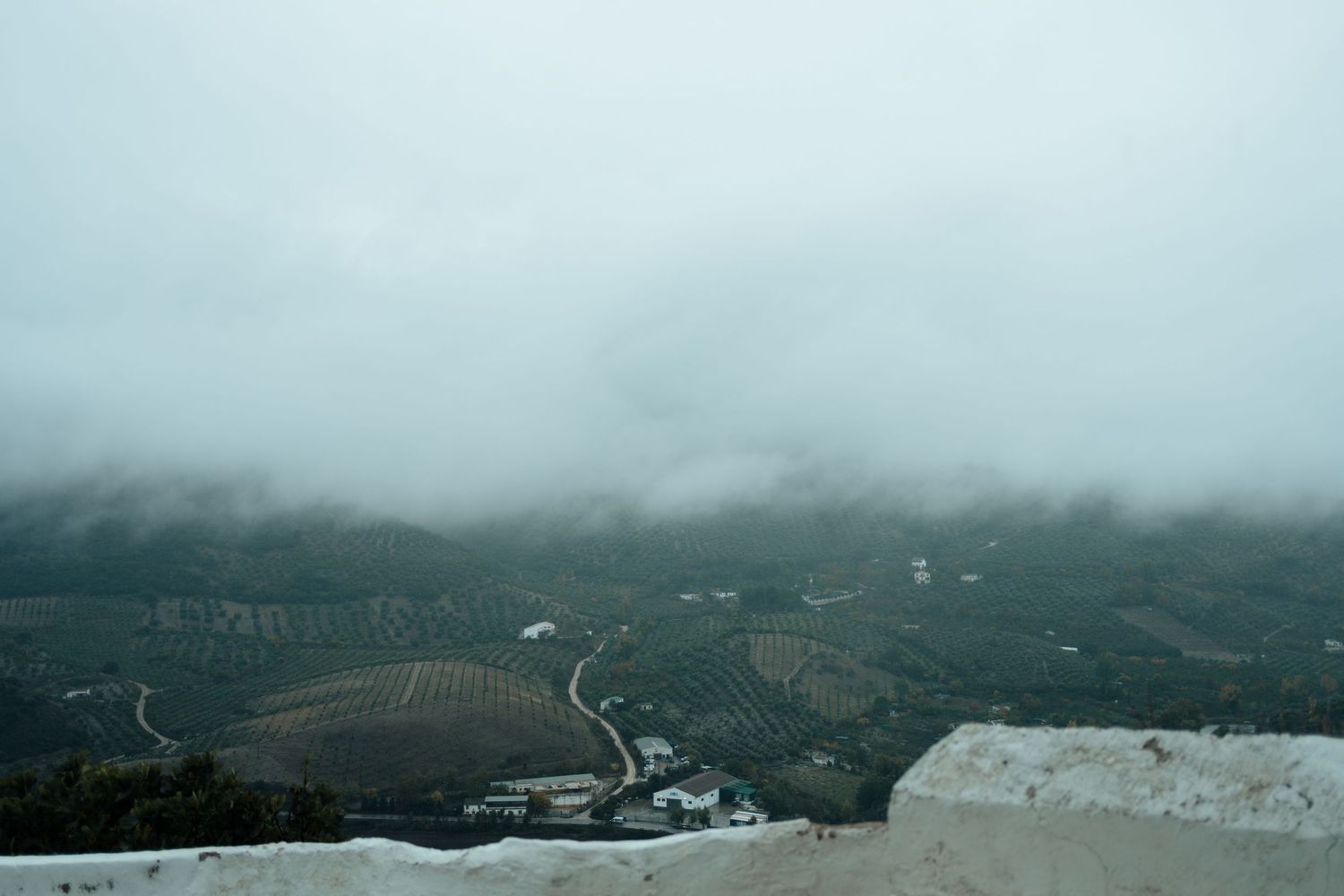 Aerial foggy landscape view of olive tree fields and valley on overcast day.