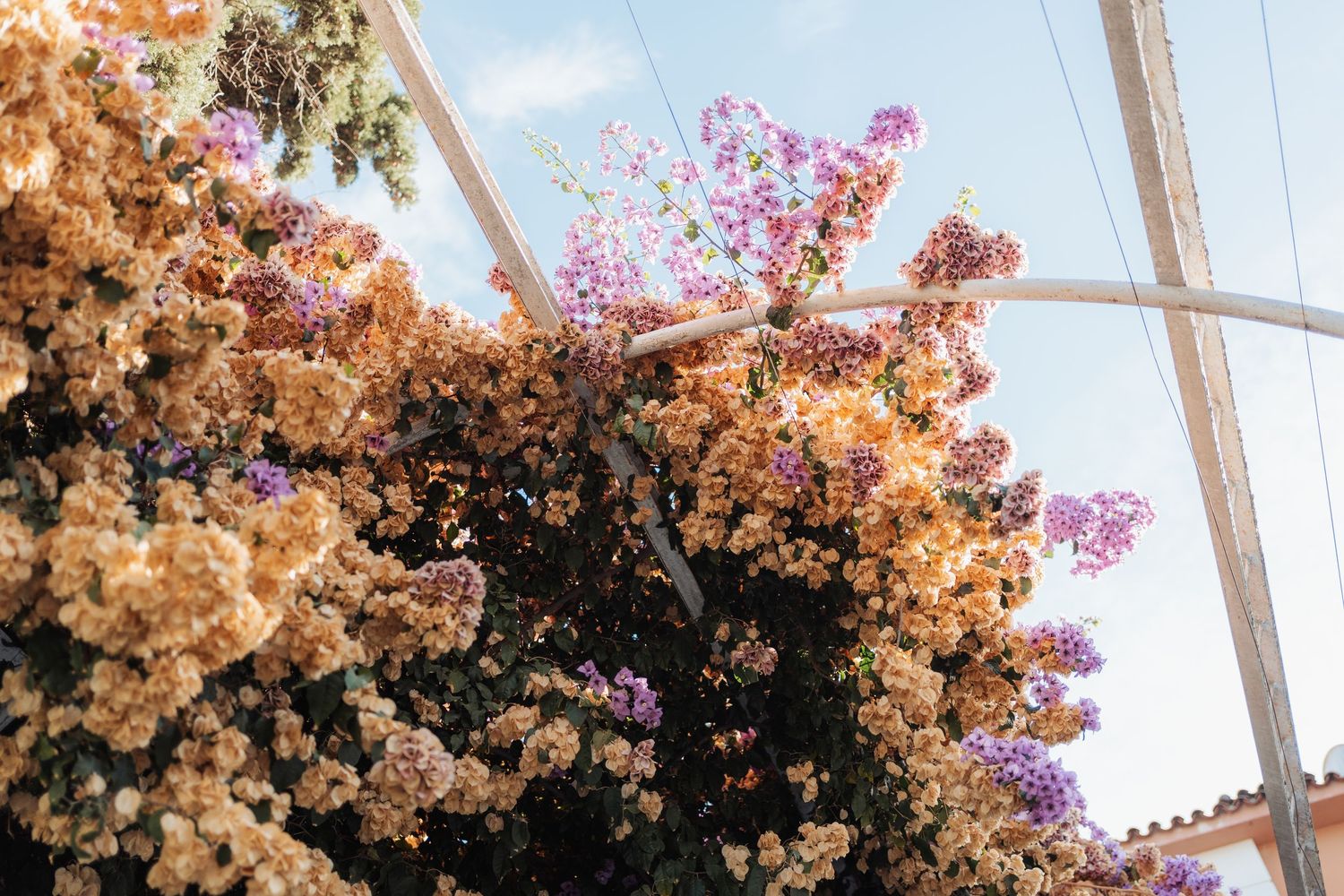 Beautiful floral wedding arch with peach and purple blooms against blue sky backdrop.