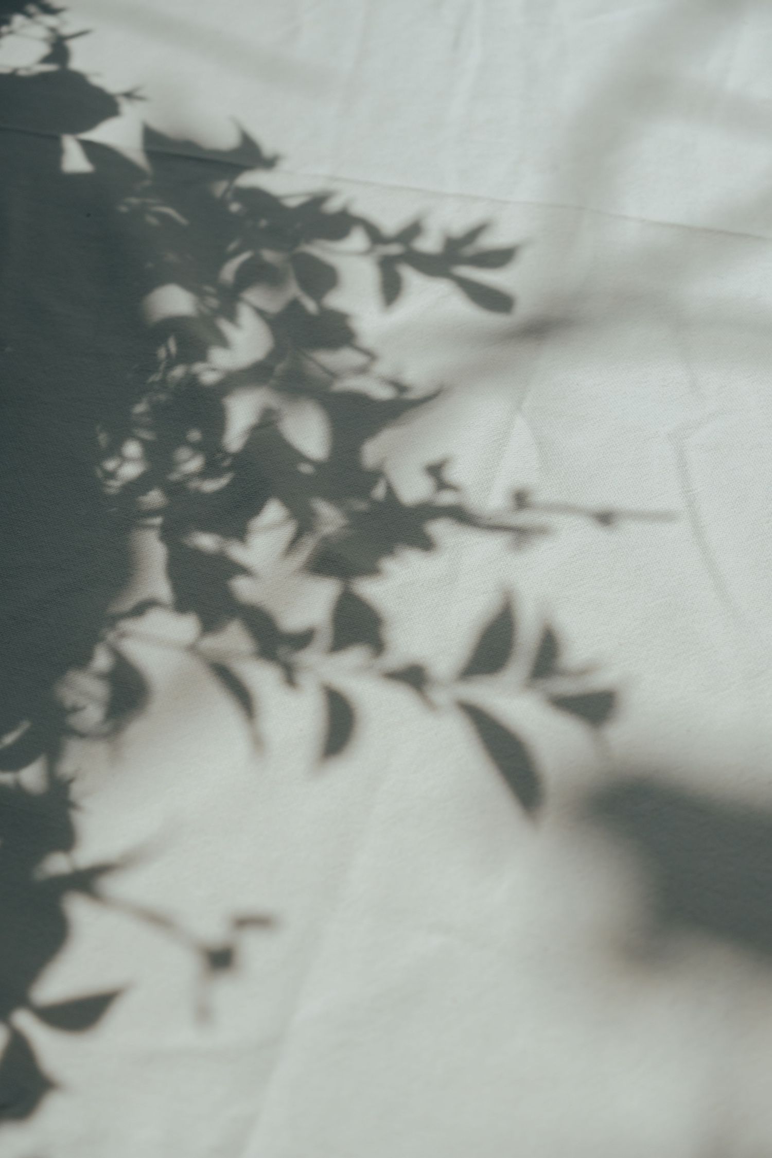 Soft shadow of leafy branches cast on a white linen tablecloth in natural sunlight.