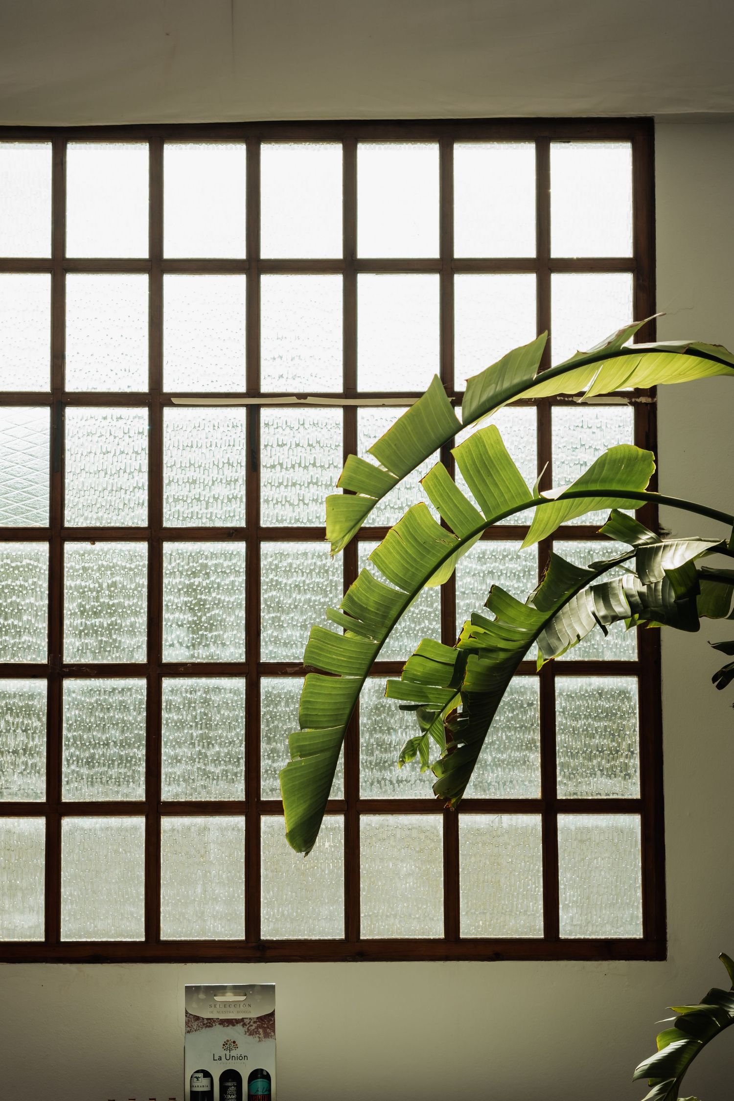 Large tropical banana plant leaves in front of a grid window with frosted glass panes in an indoor setting.