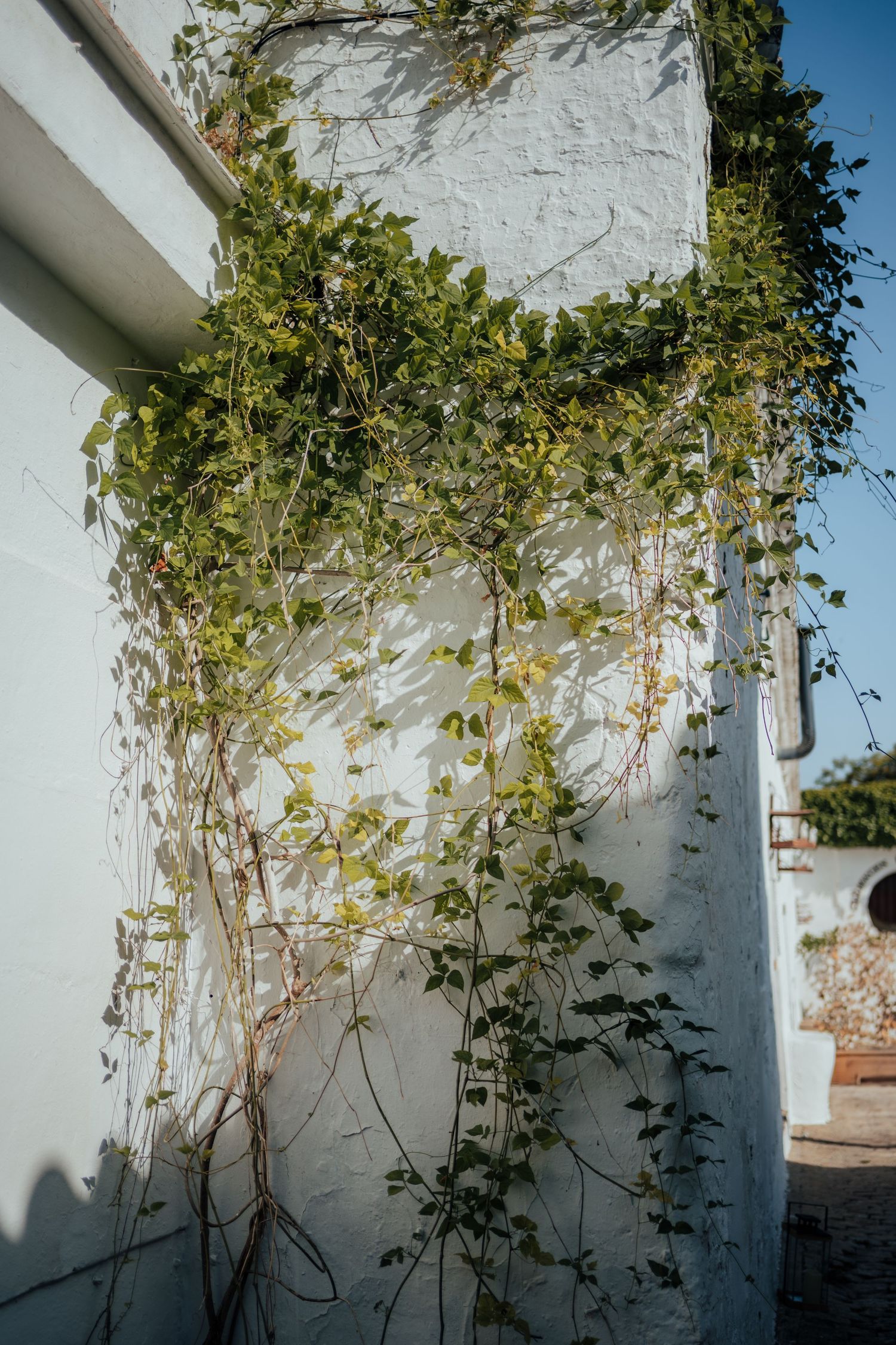 Green ivy vines climbing a white-painted wall corner in a sunny Mediterranean-style courtyard.