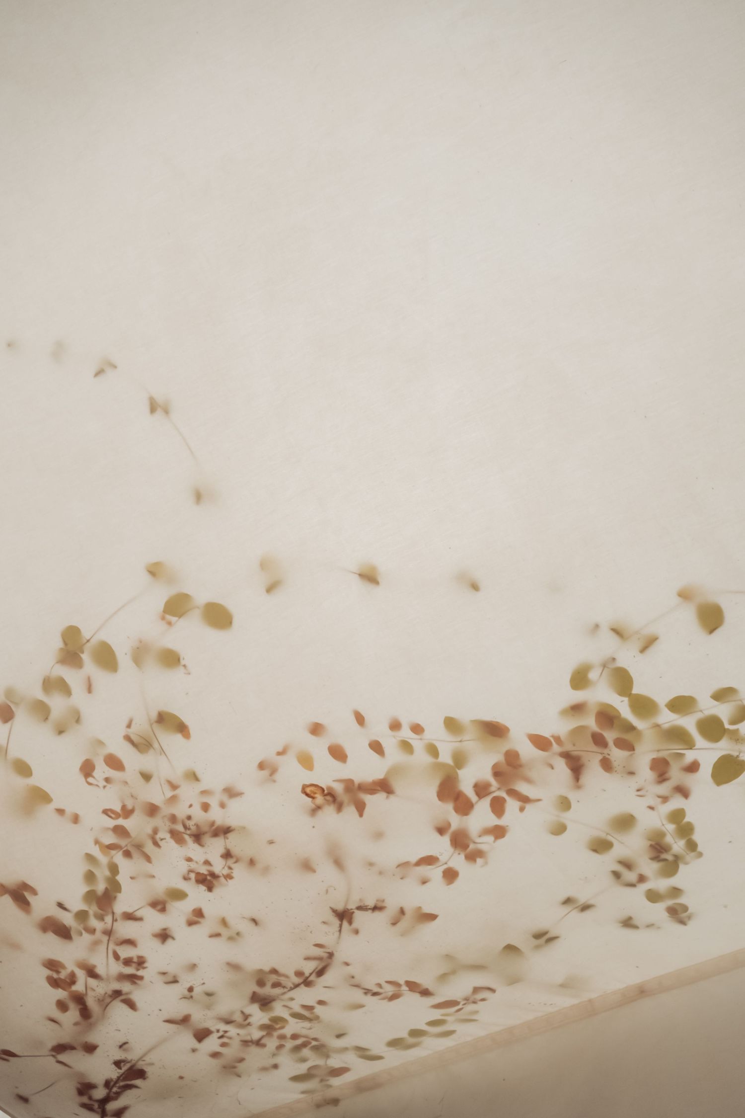 Delicate dried botanical leaf shadows cast on white fabric ceiling at an elegant wedding venue.