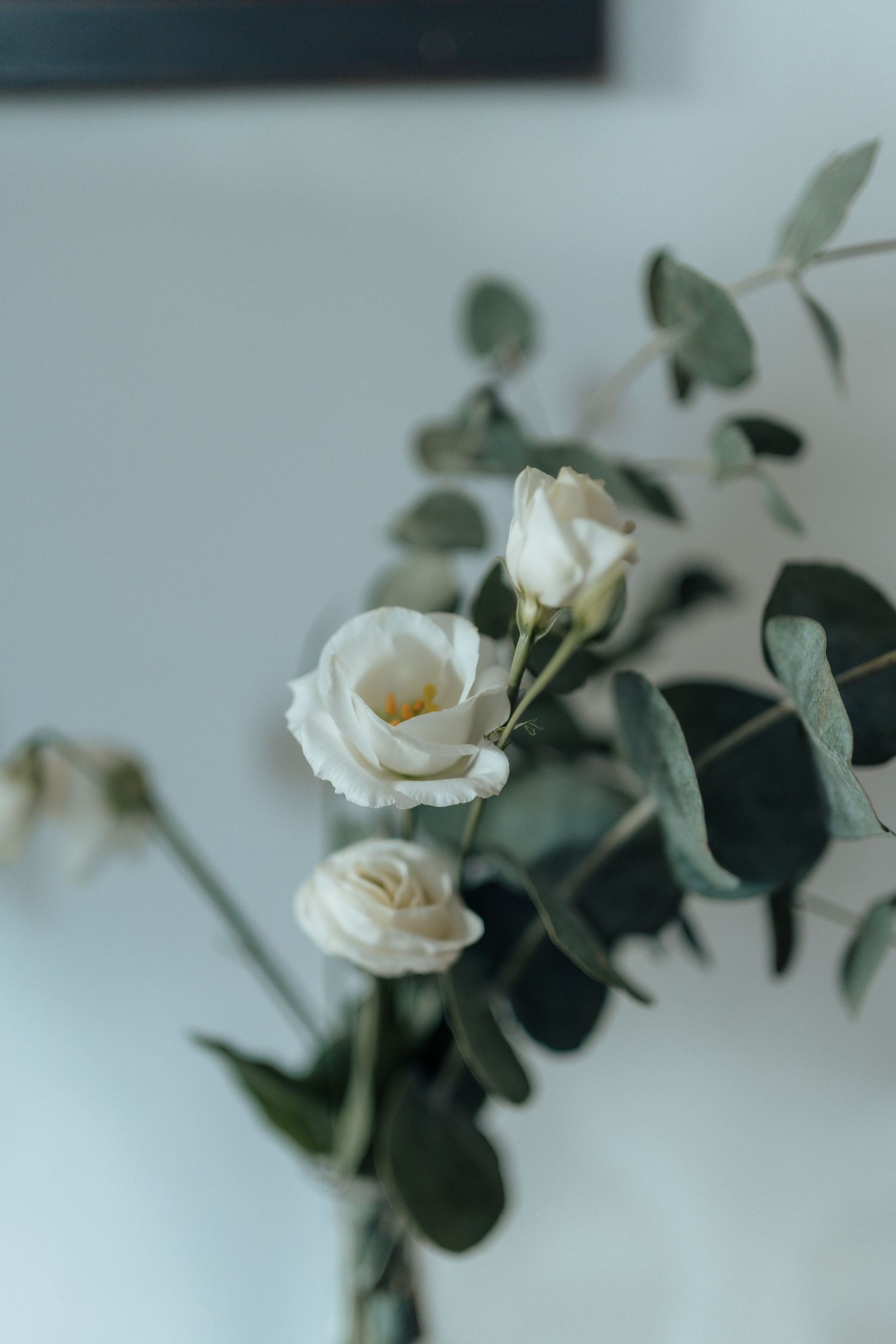 Delicate white roses and eucalyptus branches arranged in a minimalist bridal bouquet.