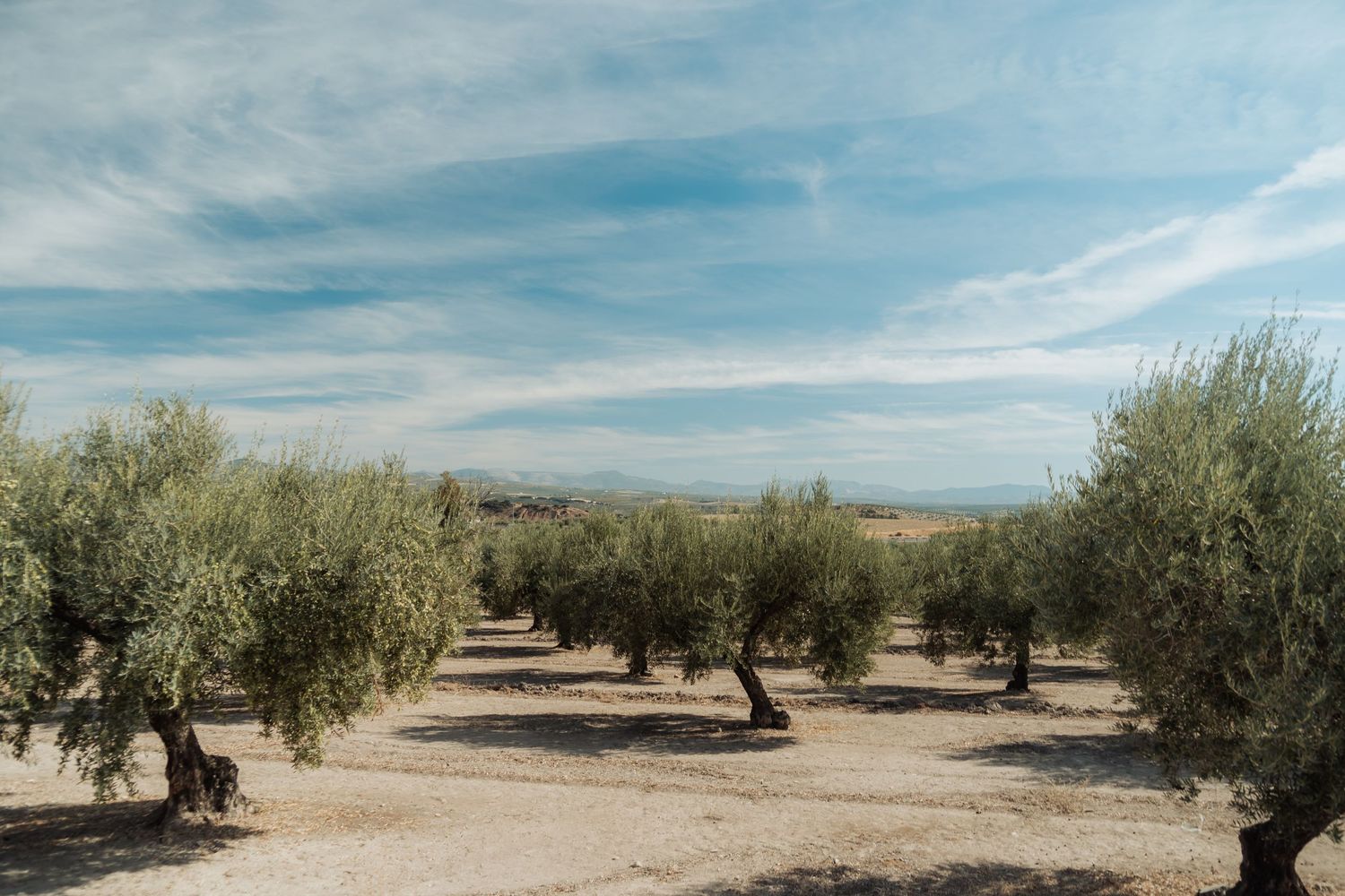 Scenic olive tree grove with sandy paths under a partly cloudy sky in a Mediterranean landscape.