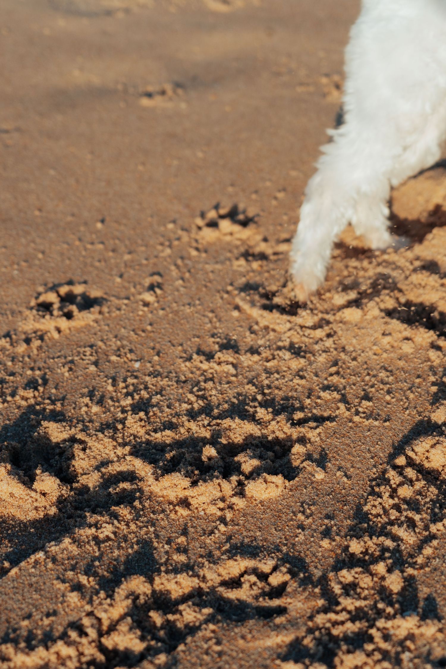 White dog paw on wet sandy beach with footprints in golden sand during sunny day.