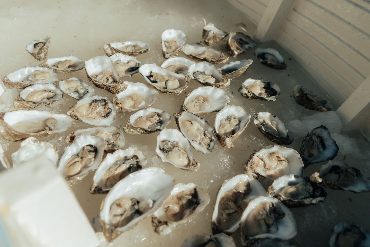 Fresh oysters on the half shell displayed on ice in a white container.