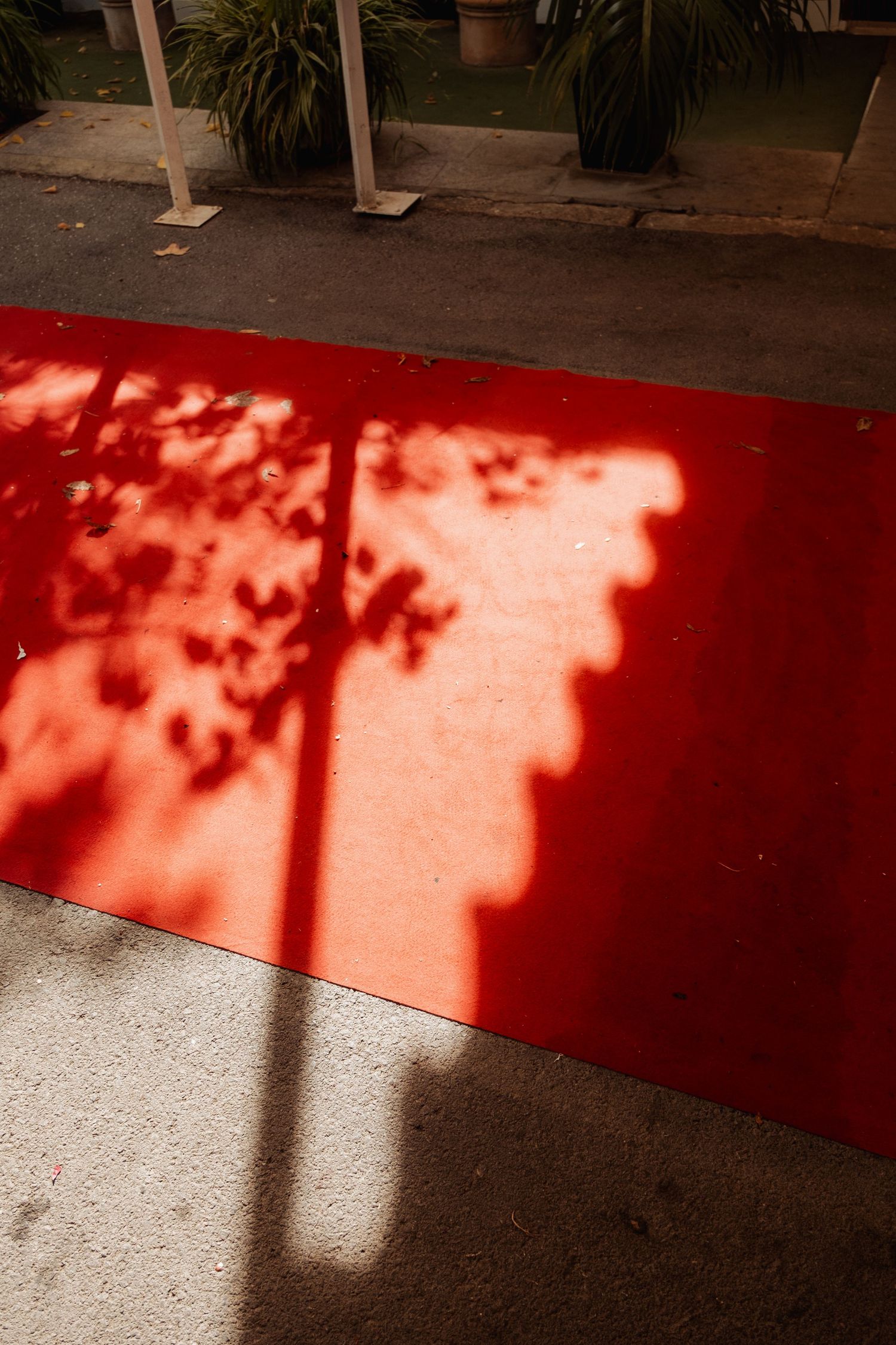 Red carpet entrance with tree shadows cast by sunlight at an outdoor wedding venue.