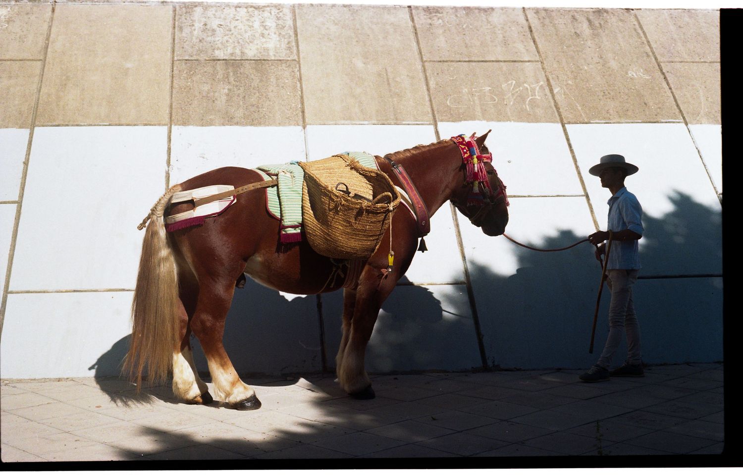 Saddled chestnut horse stands beside a cowboy handler against a sunlit white tiled wall.