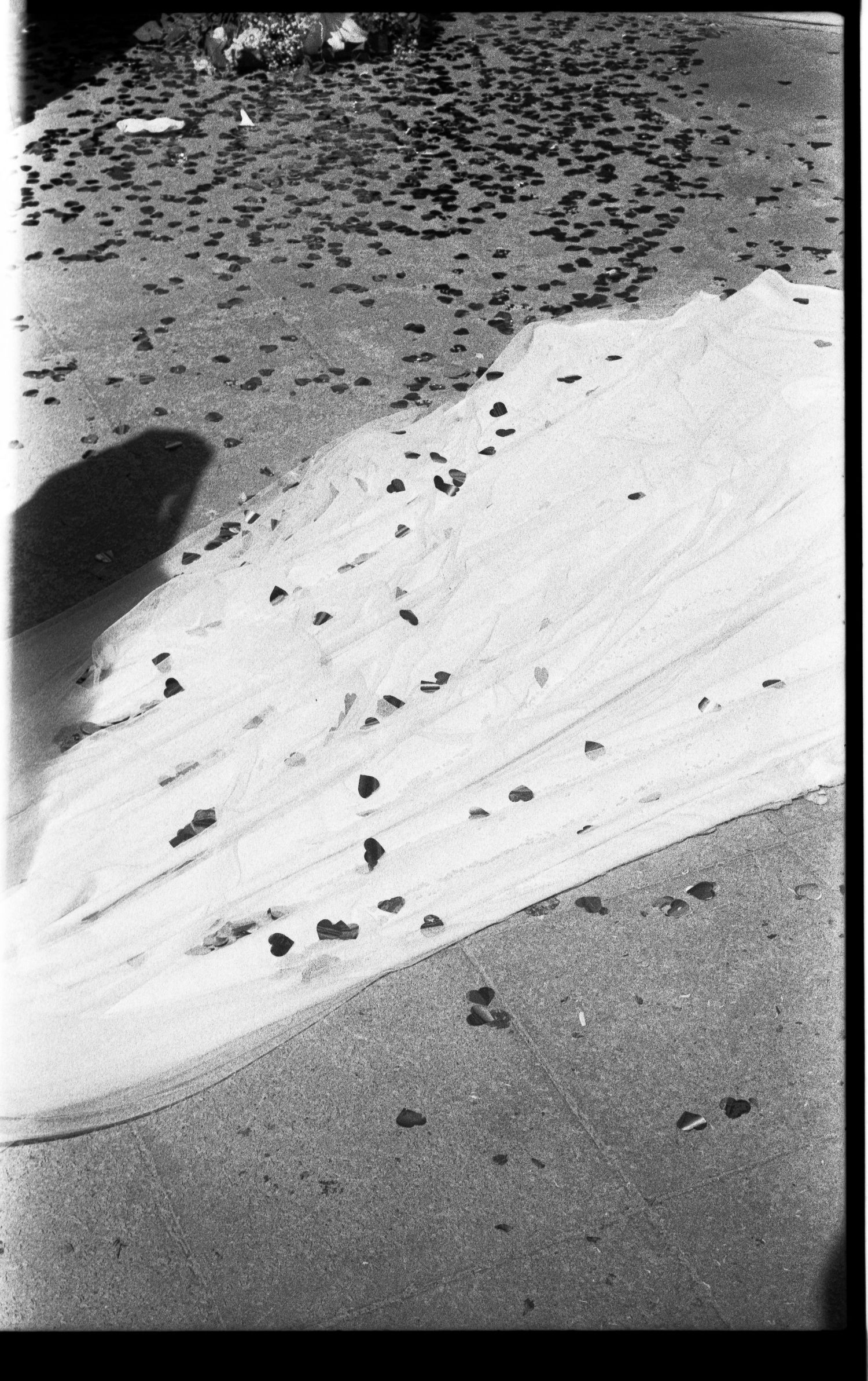 Wedding dress train with rose petals scattered on ground, black and white.