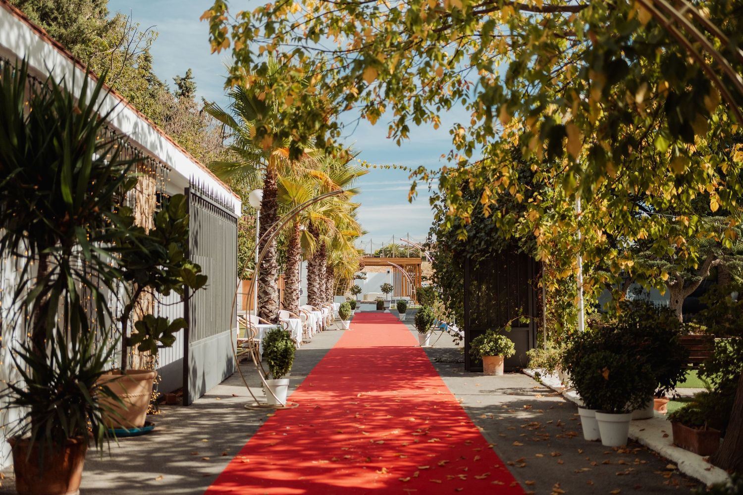 Red carpet pathway lined with palm trees and potted plants leading to an outdoor wedding venue.