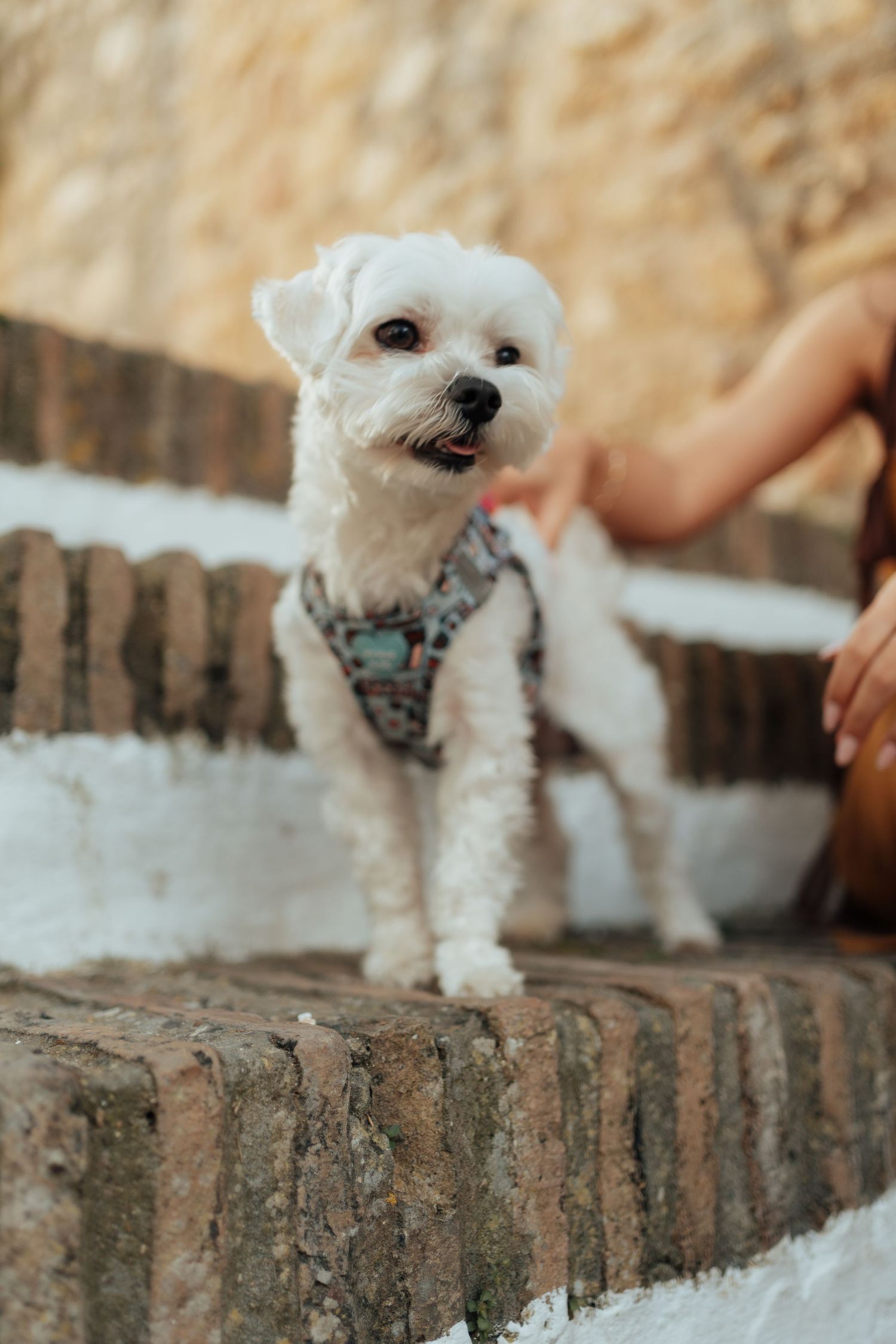 A fluffy white Maltese dog wearing a harness stands on a brick ledge outdoors.