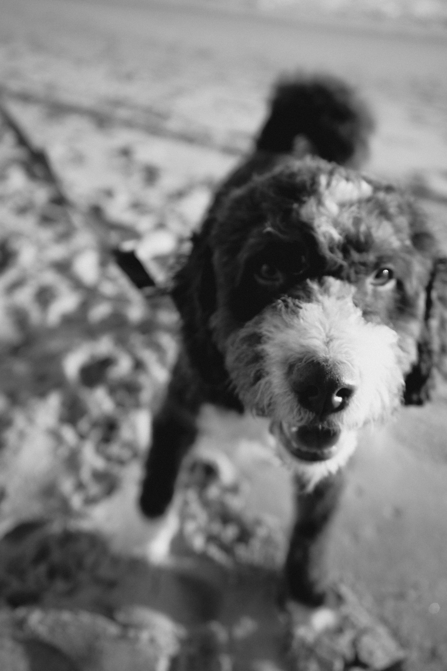 Black and white photo of a fluffy dog on a leash looking up at the camera on a sandy surface.