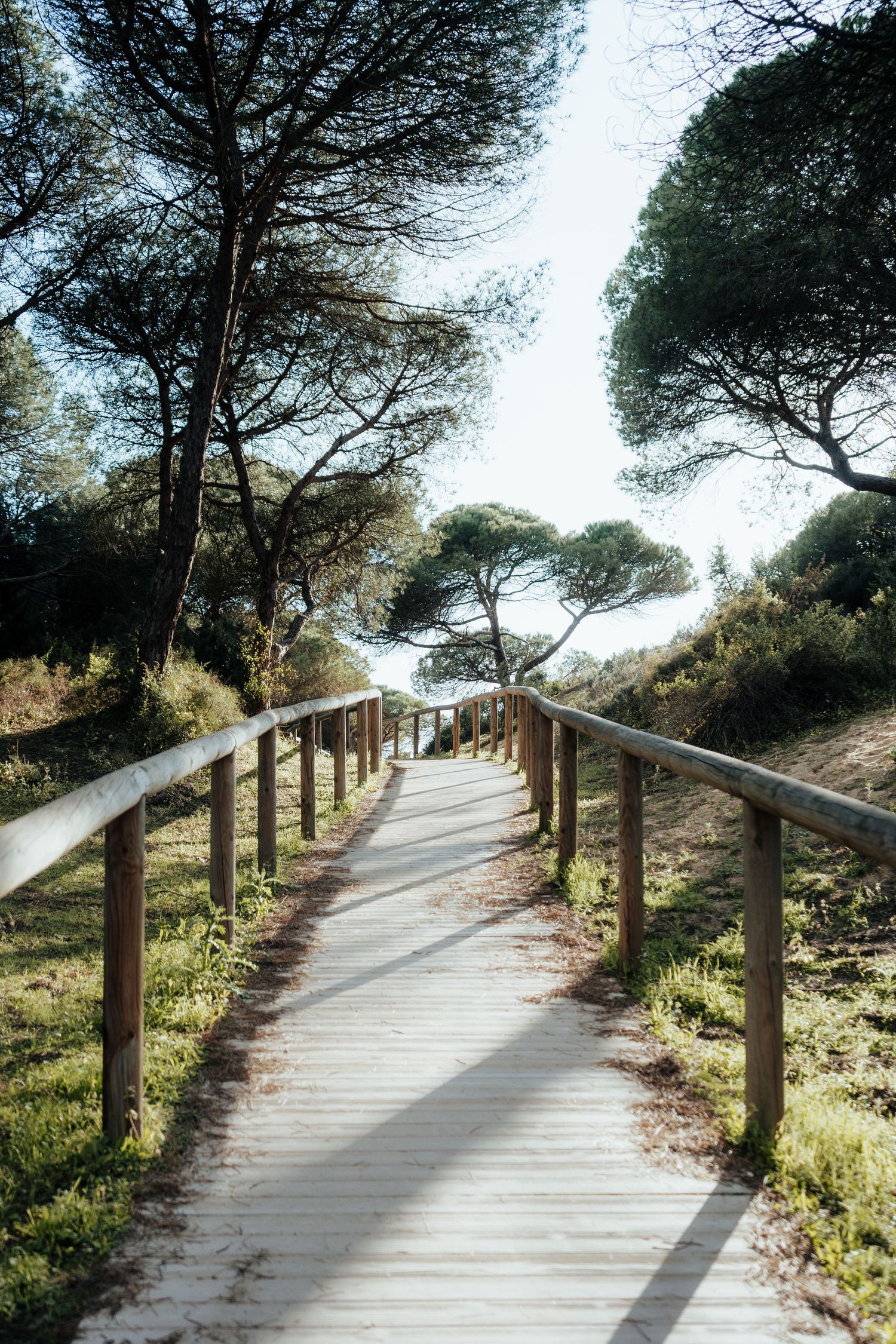 Wooden boardwalk path with railings winding through pine trees in a sunny natural park setting.