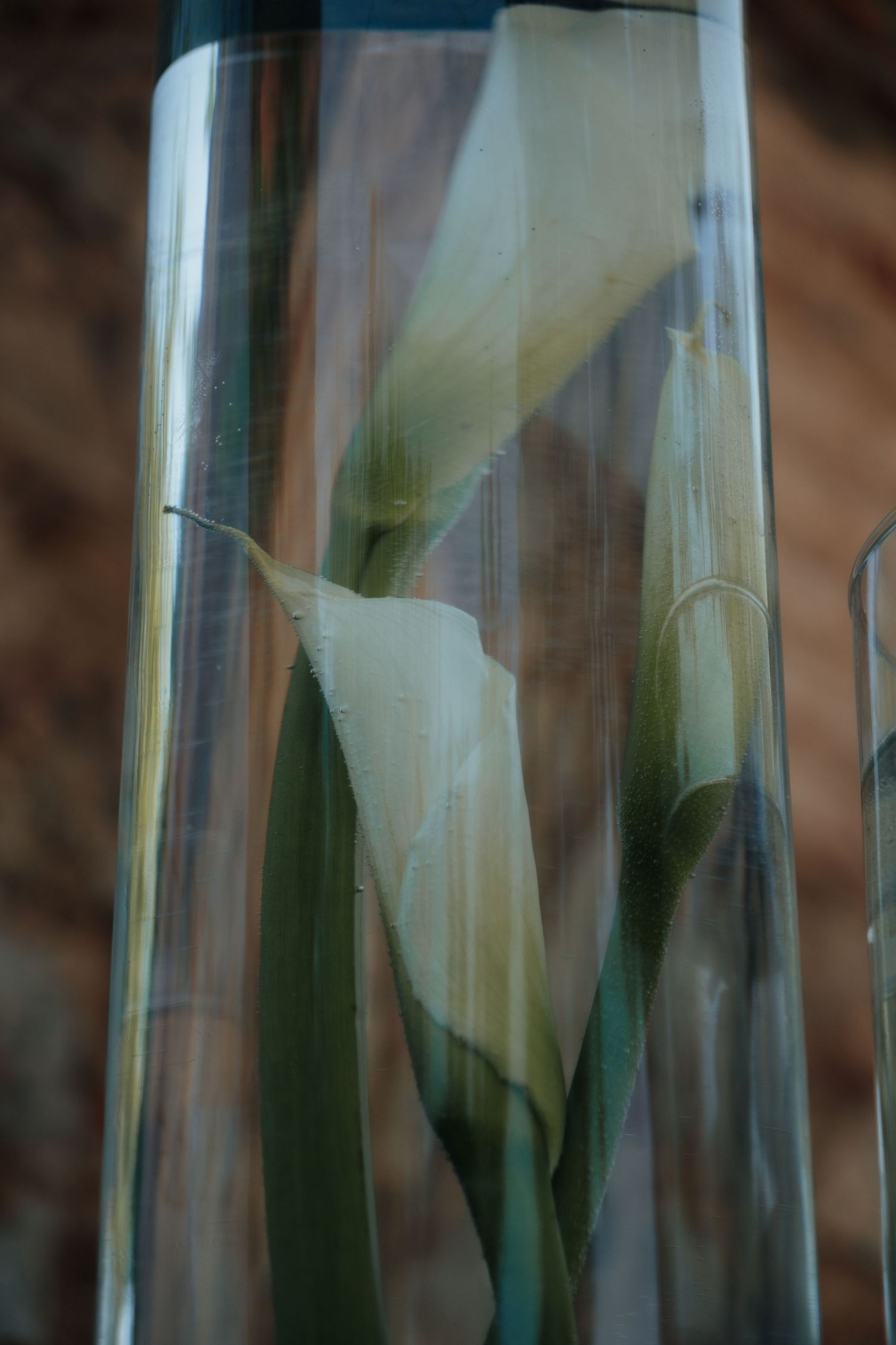 White calla lilies submerged in tall clear glass cylindrical vases as elegant wedding table centerpieces.