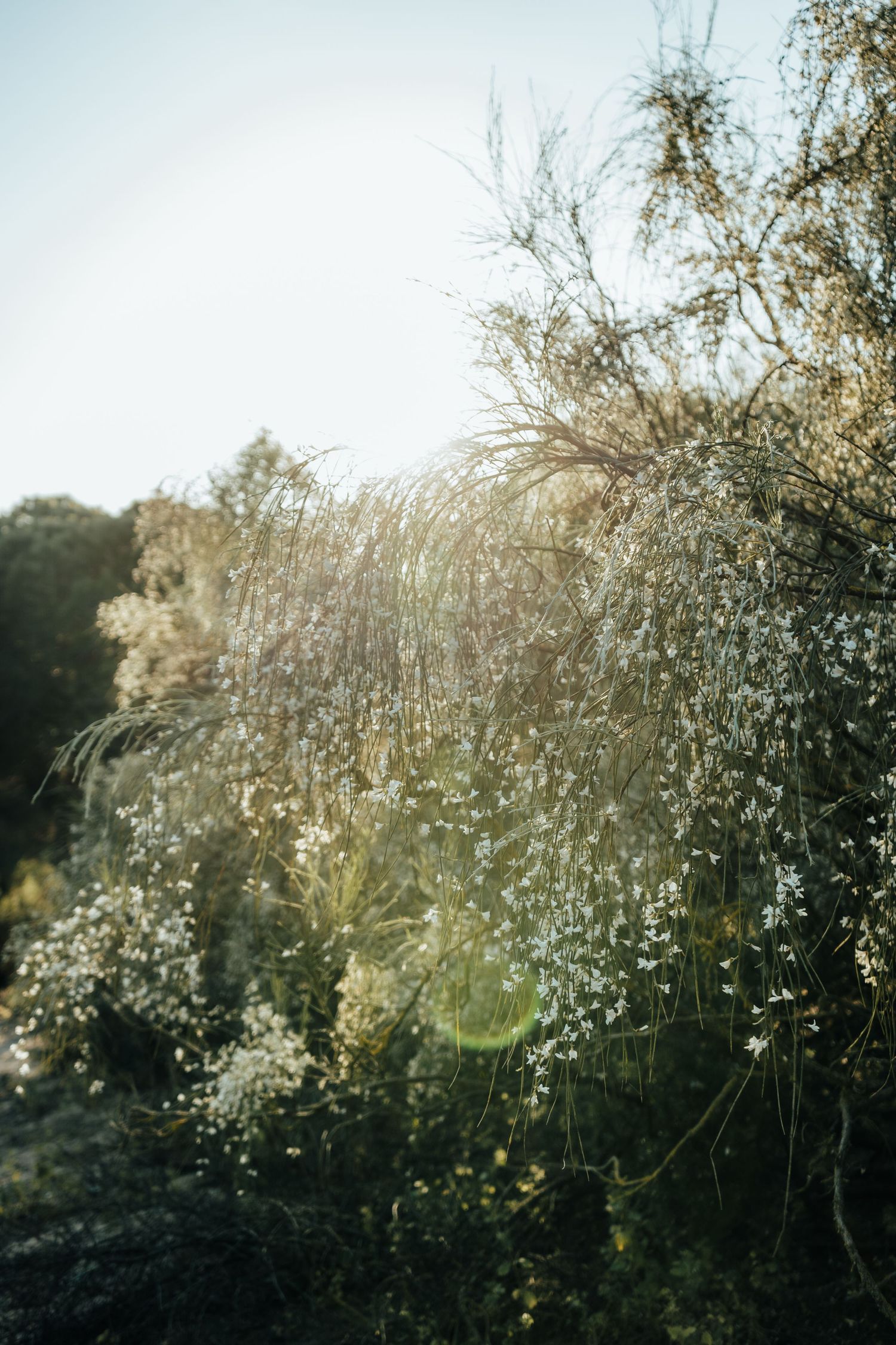 Sunlit wild shrubs with delicate white flowers and wispy branches glowing in warm backlight against a pale sky.