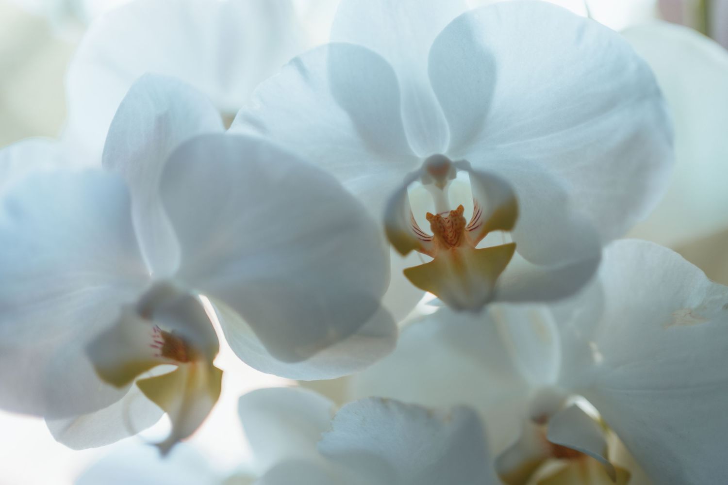 Soft focus close-up of beautiful white phalaenopsis orchid blooms with delicate petals.