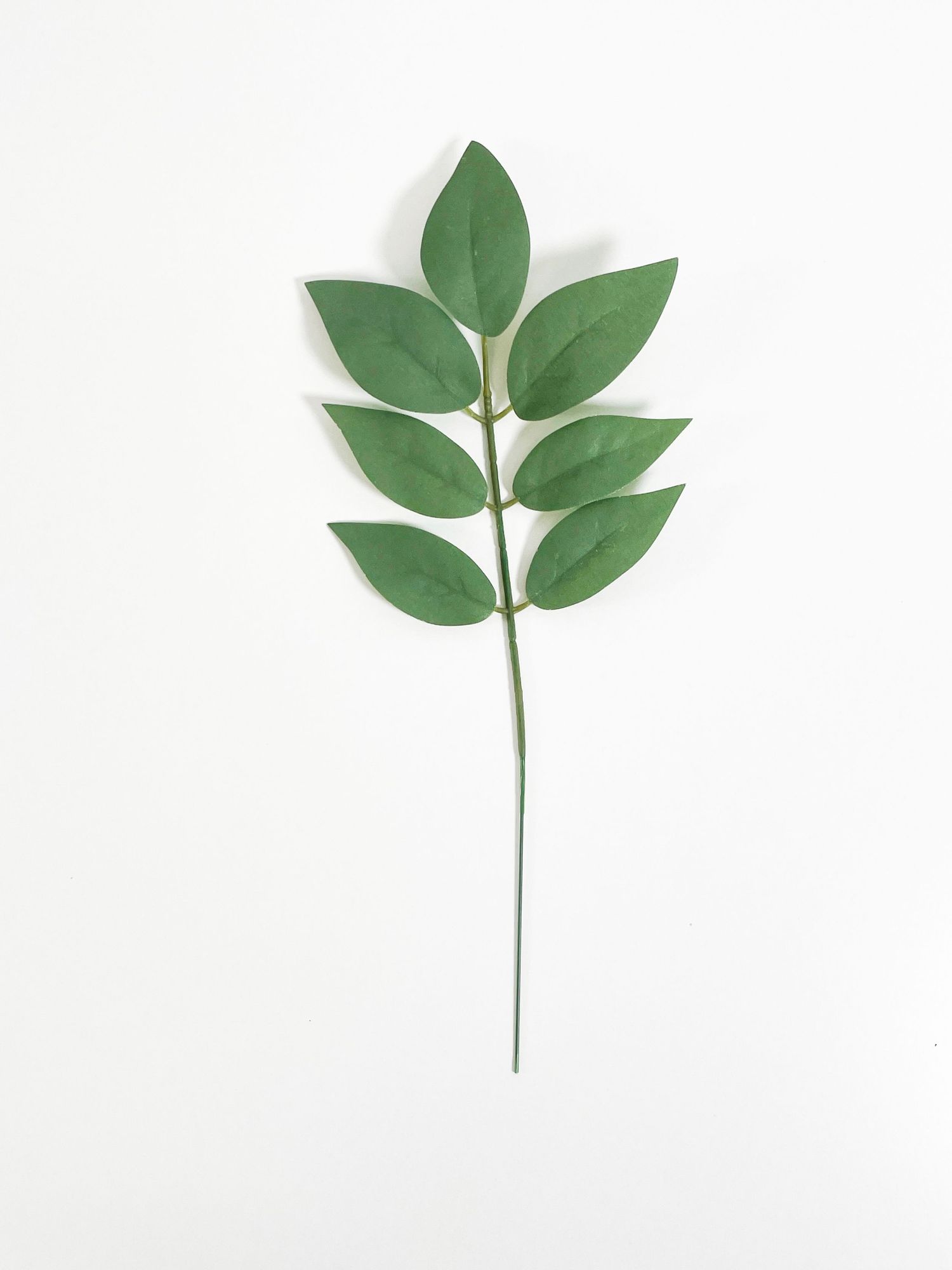 A single green leaf branch with oval leaves on a white background.