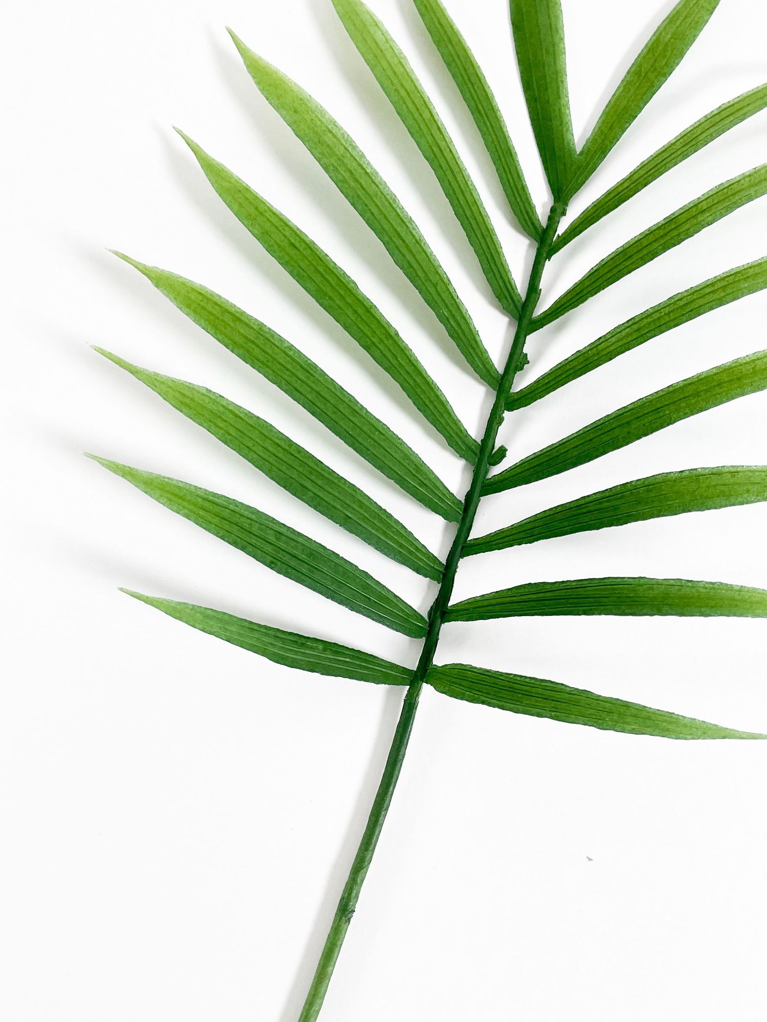 A single green tropical palm leaf with long narrow leaflets on a clean white background.