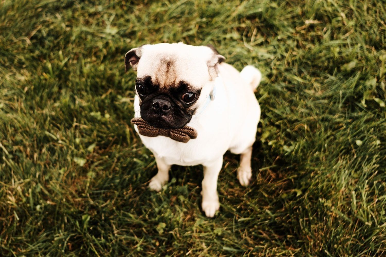 Dog in Pre-wedding ranch party Grand Rapids Michigan