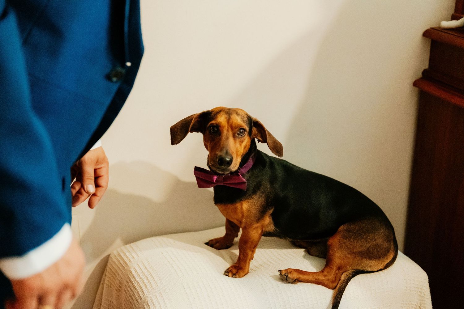 Un invitado canino muy especial, fotografía documental para boda