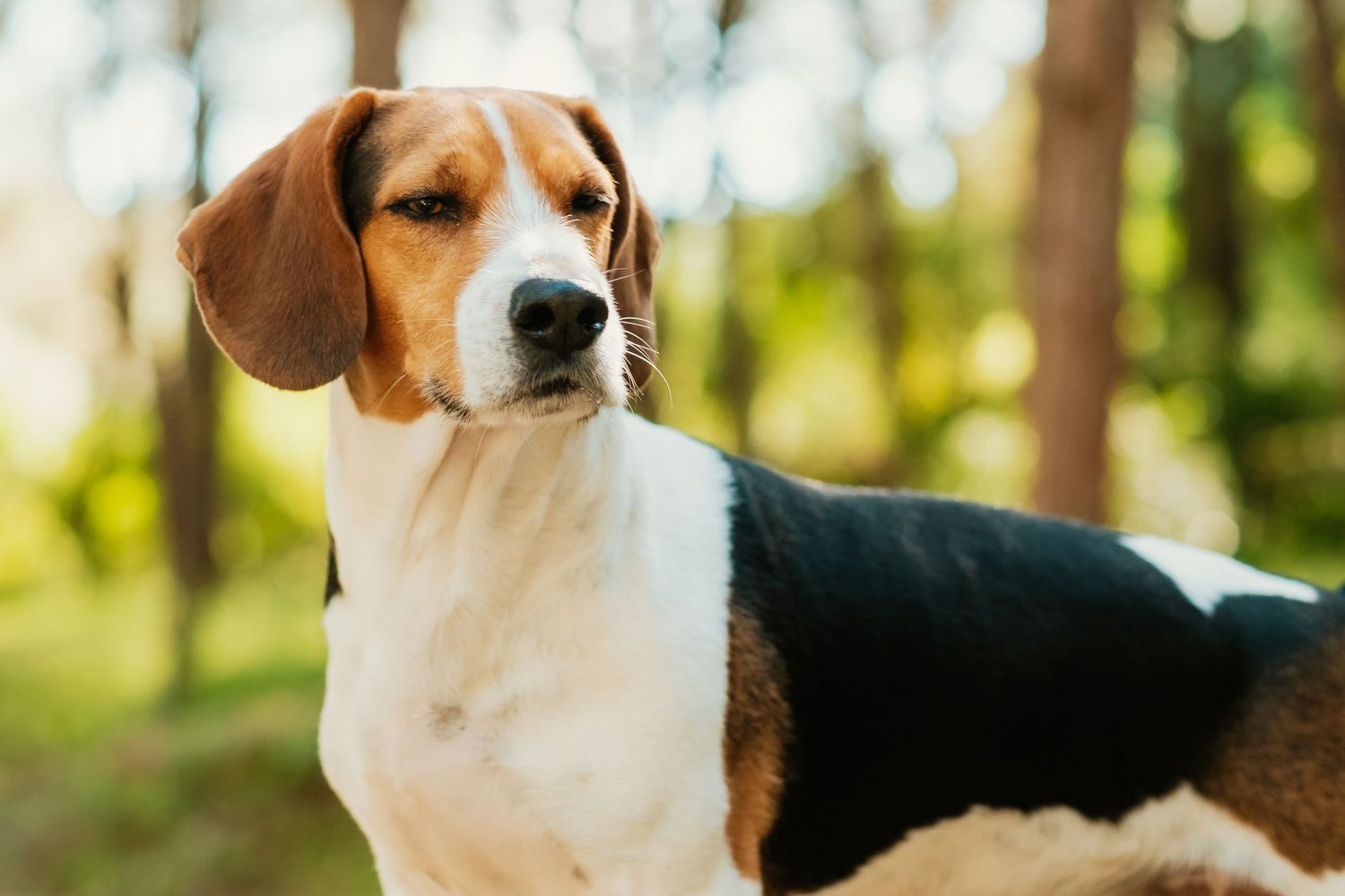 rimer plano de uno de los perros de Alejandra y Jose en su reportaje de postboda en el Pinar del Rey