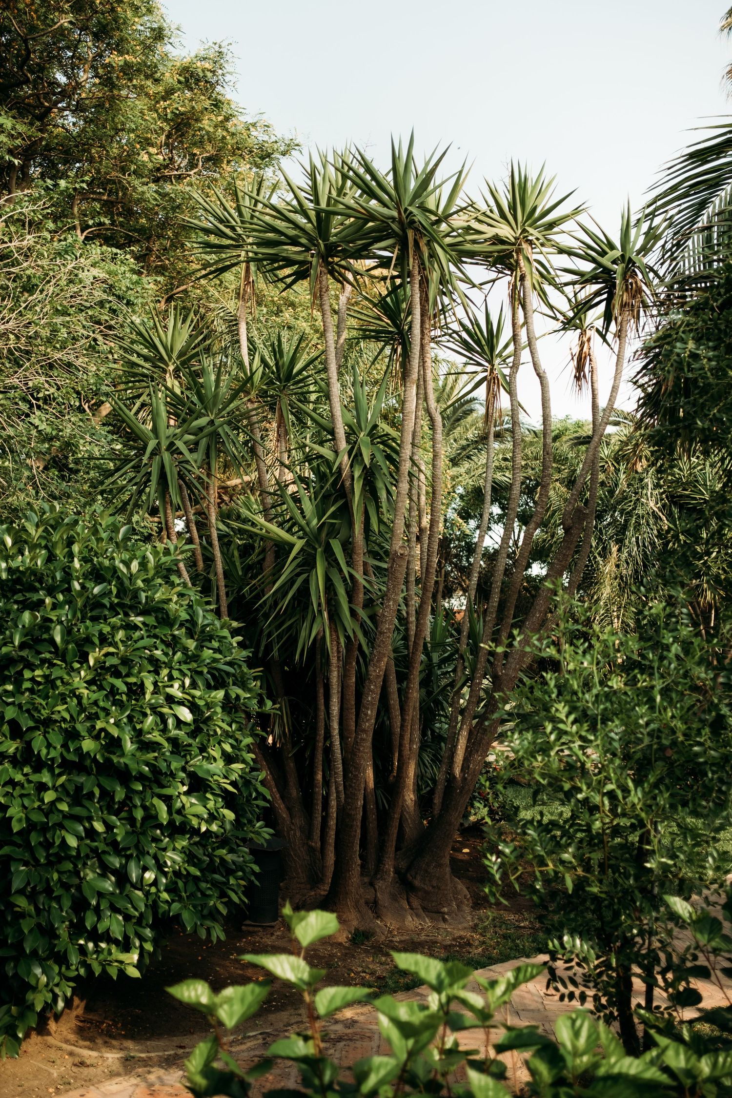 Vegetación y jardines de película del Hotel 100% Fun de Tarifa