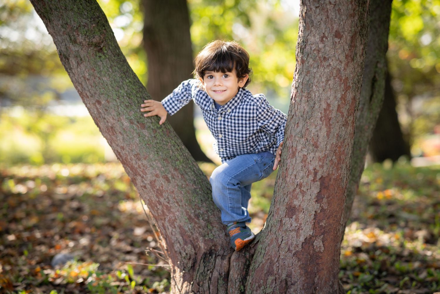 A young child plays and climbs in the branches of a large tree on an autumn day.