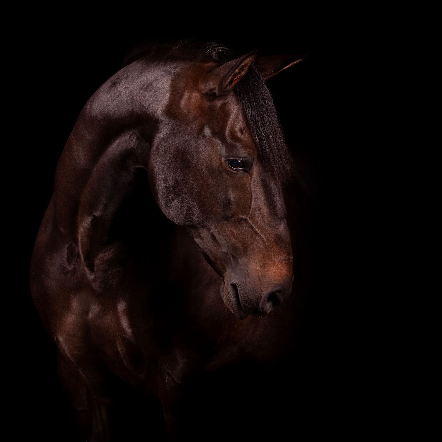 Equine Fine Art, kunst aan de muur