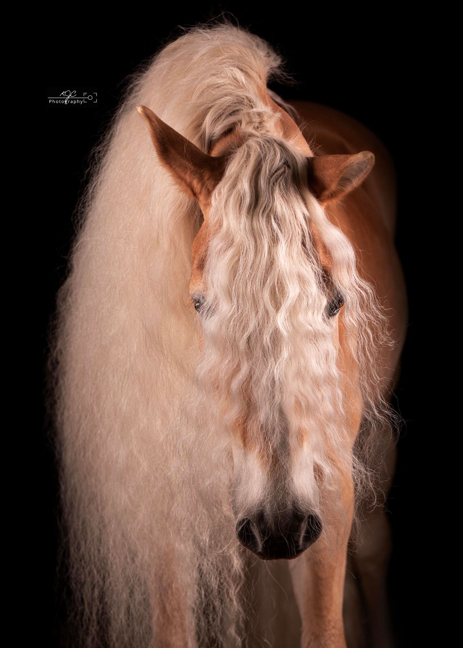 Equine Fine Art sessie met Haflinger