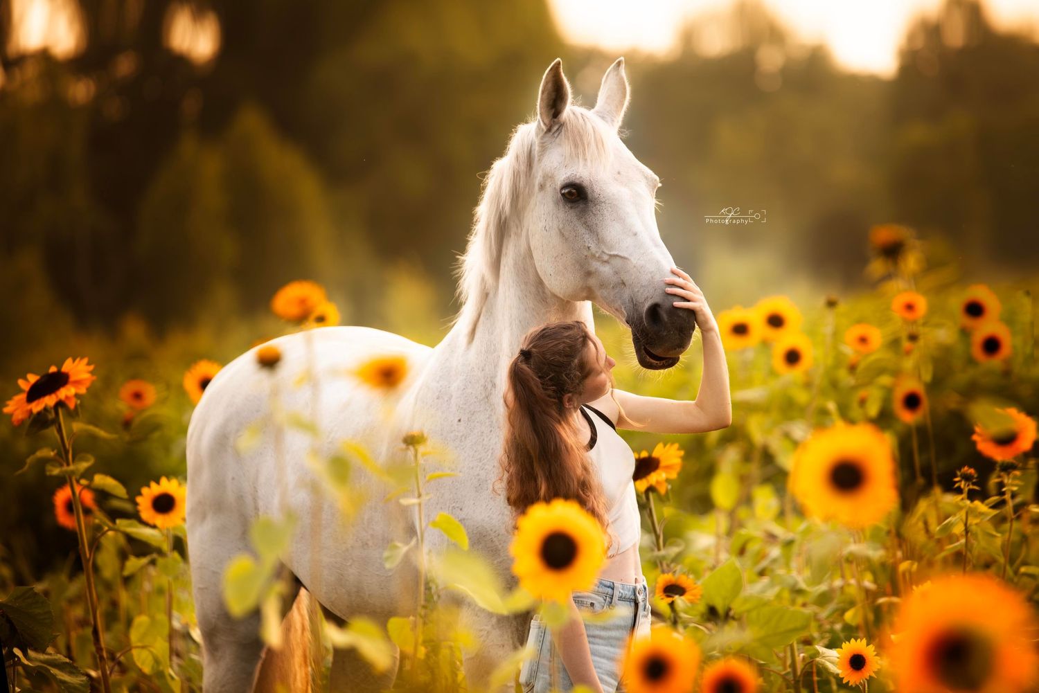Zonnebloemenveld leent zich voor fotoshoot met paard