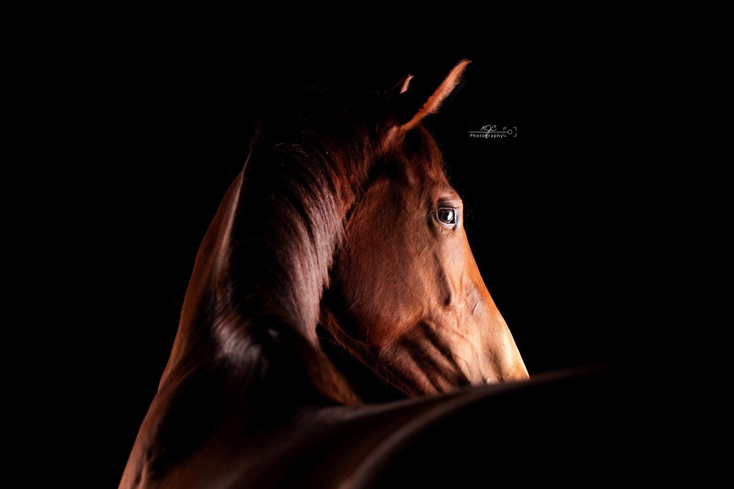 Equine Fine Art foto van jong paard