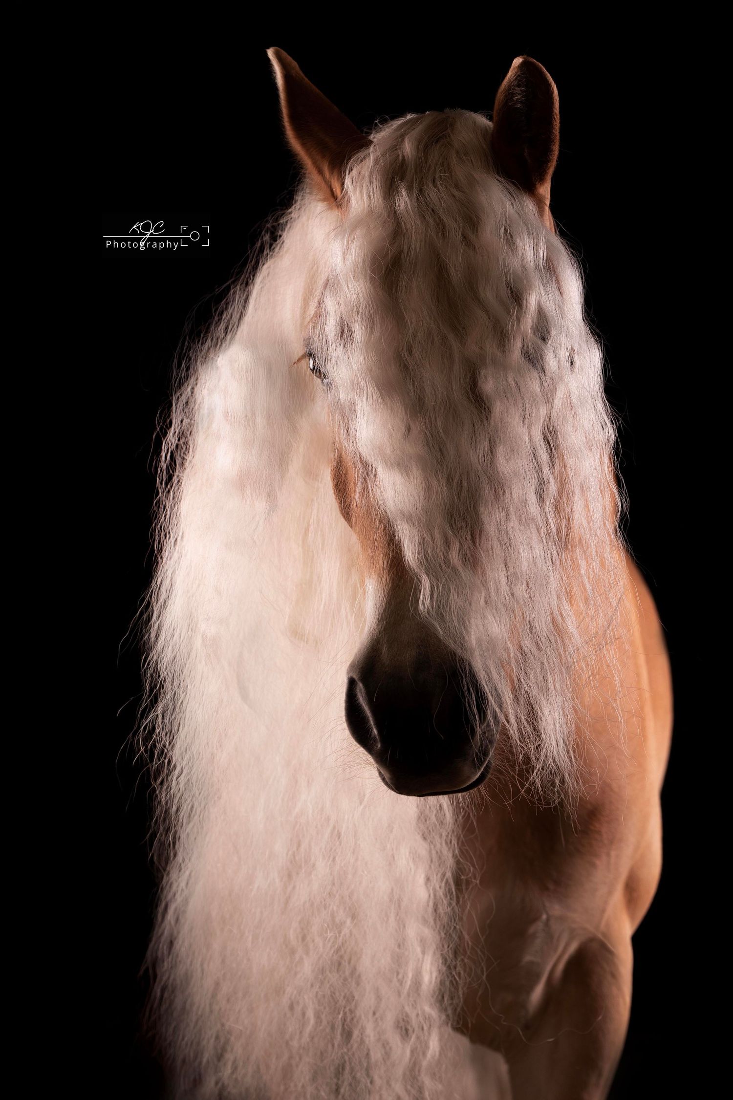 Equine Fine Art fotosessie met Haflinger