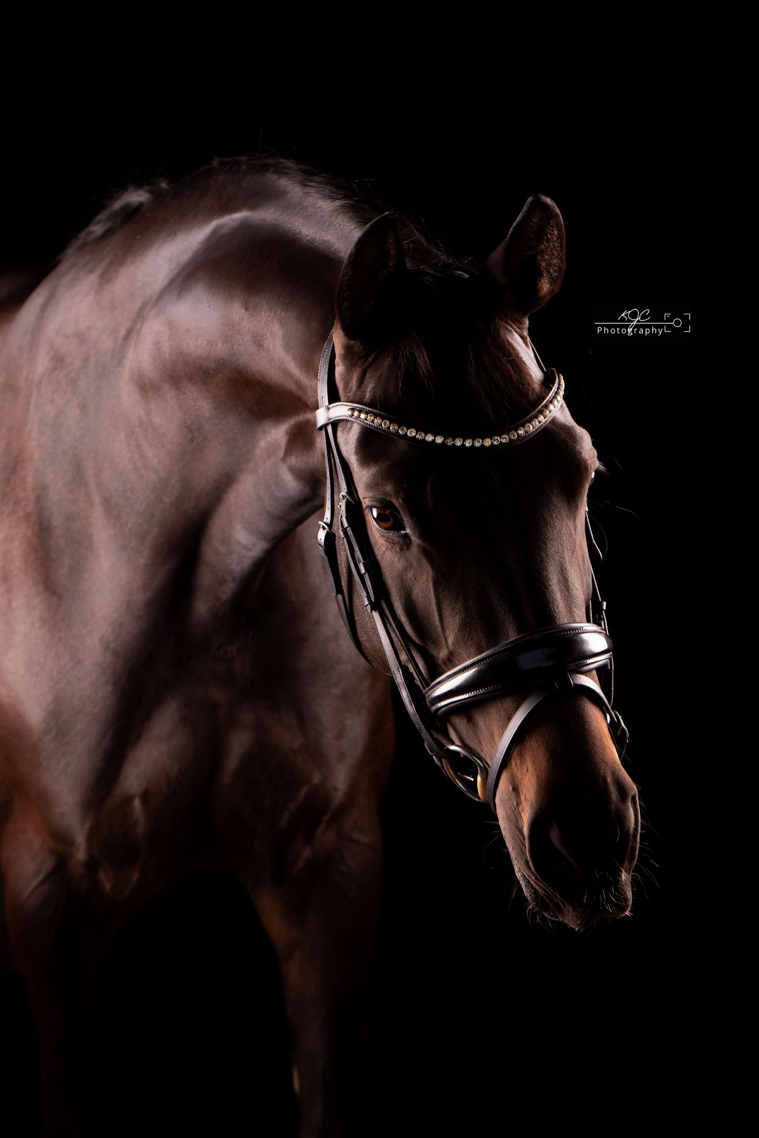 Equine Fine Art sessie in studio in Gelderland