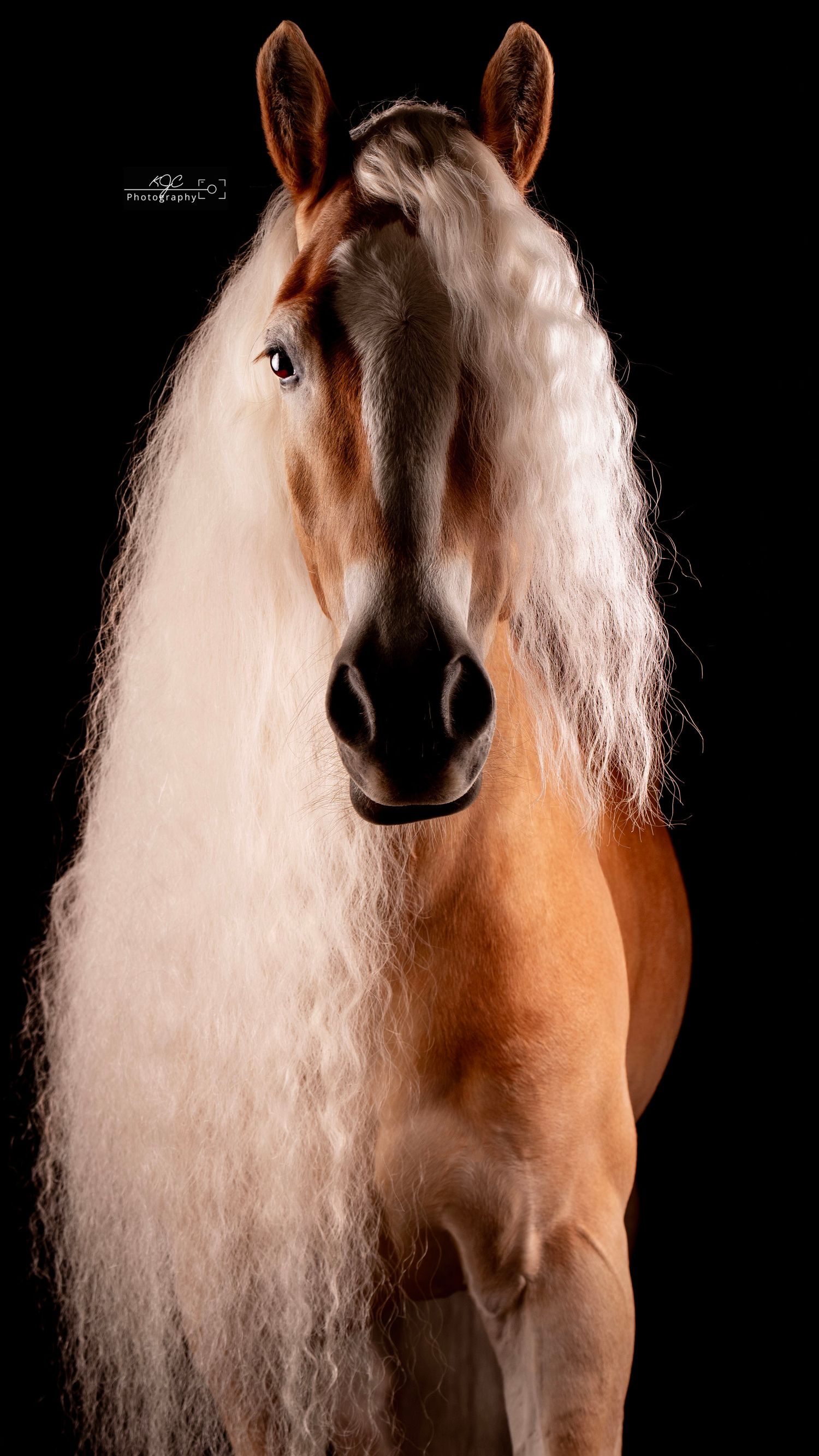 Equine Fine Art fotosessie in mobiele studio door fotograaf in Gelderland