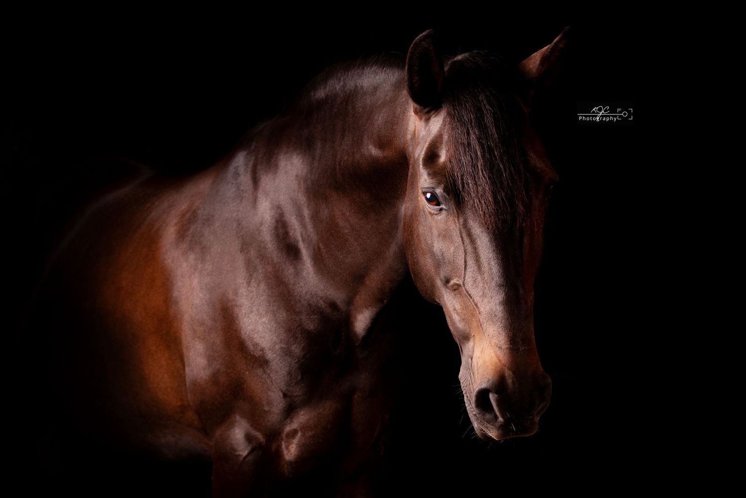 Professionele fotoshoot in mobiele studio