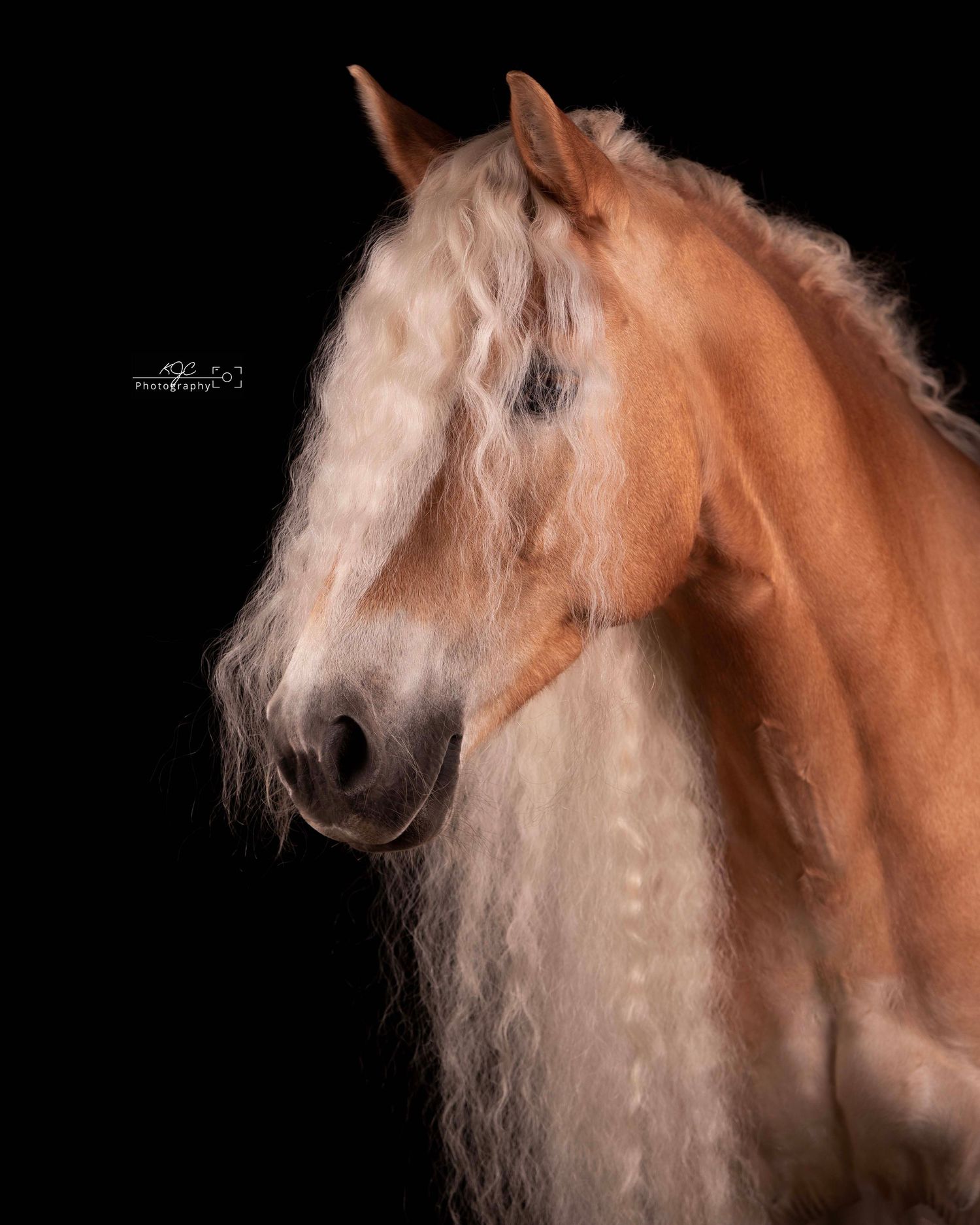 Equine Fine Art fotoshoot door fotograaf