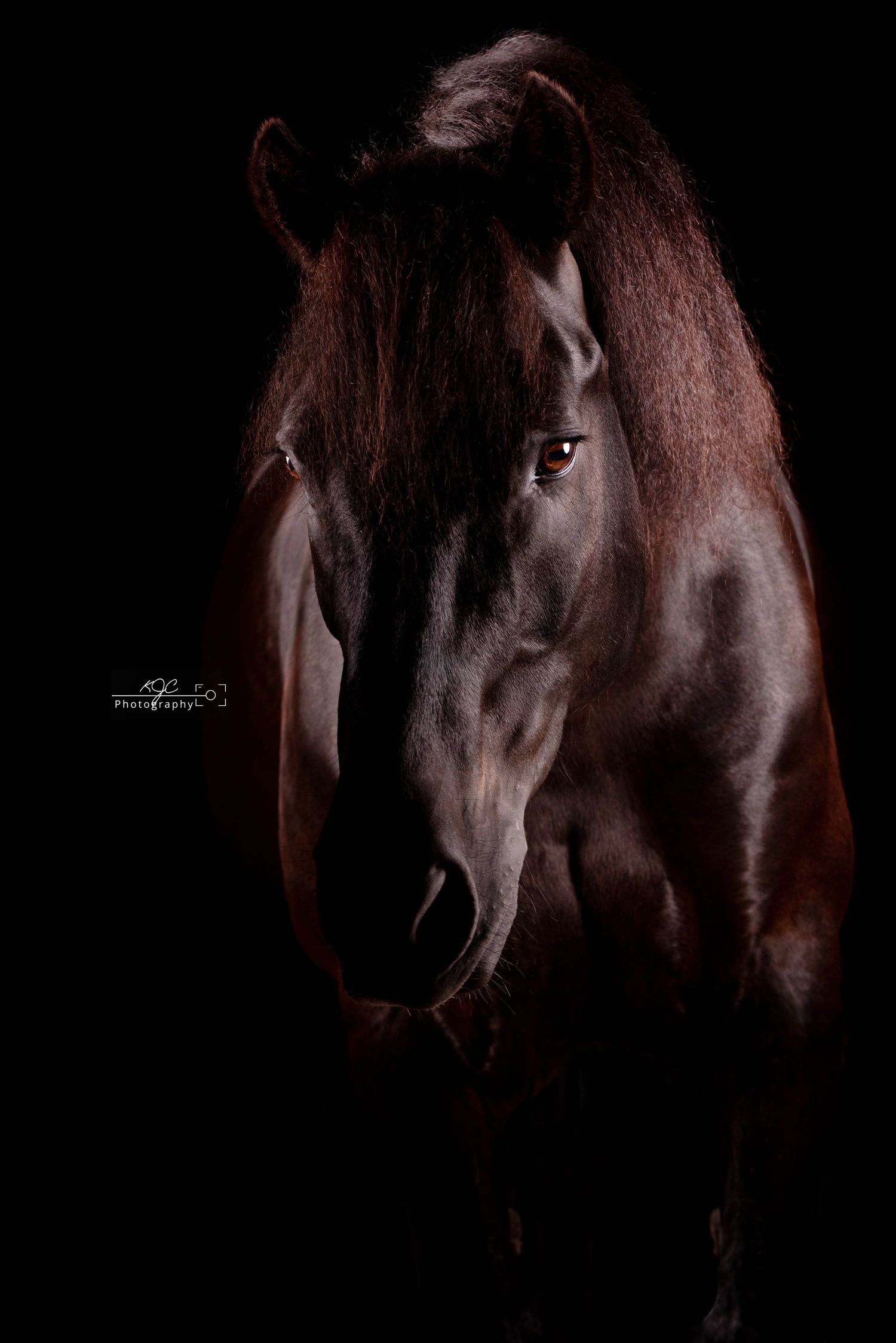 Equine Fine Art fotoshoot met paard door professionele fotograaf