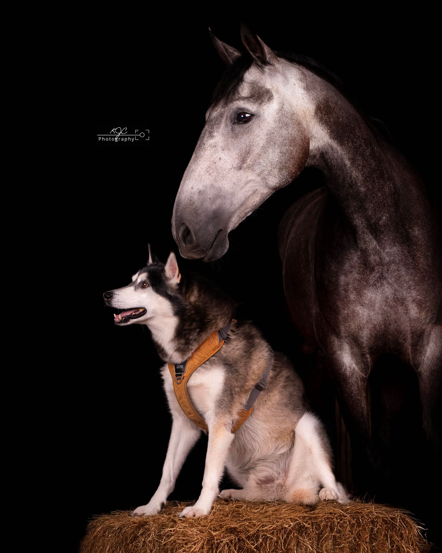 Equine Fine Art sessie met hond in studio