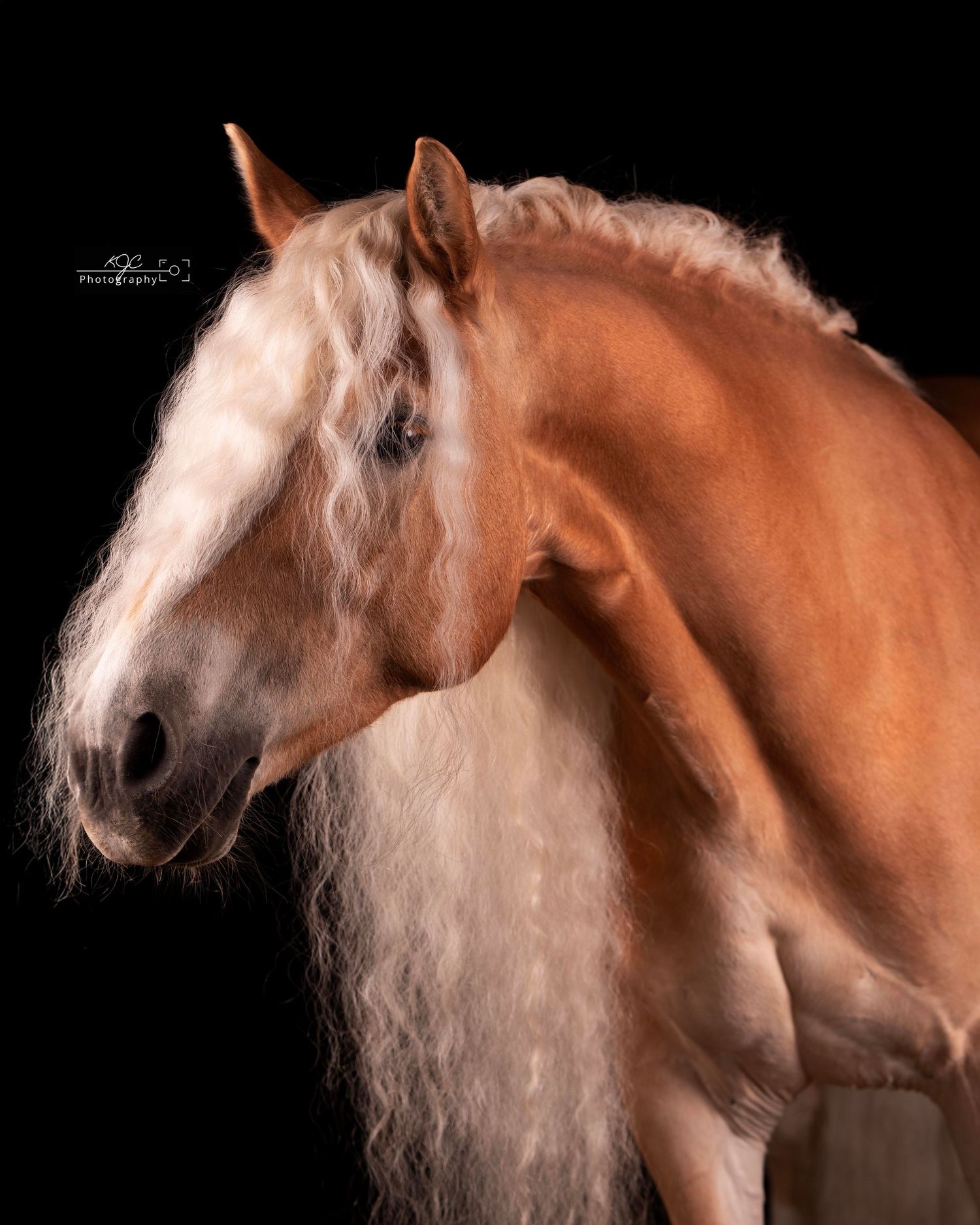 Equine Fine Art fotosessie in mobiele studio door fotograaf