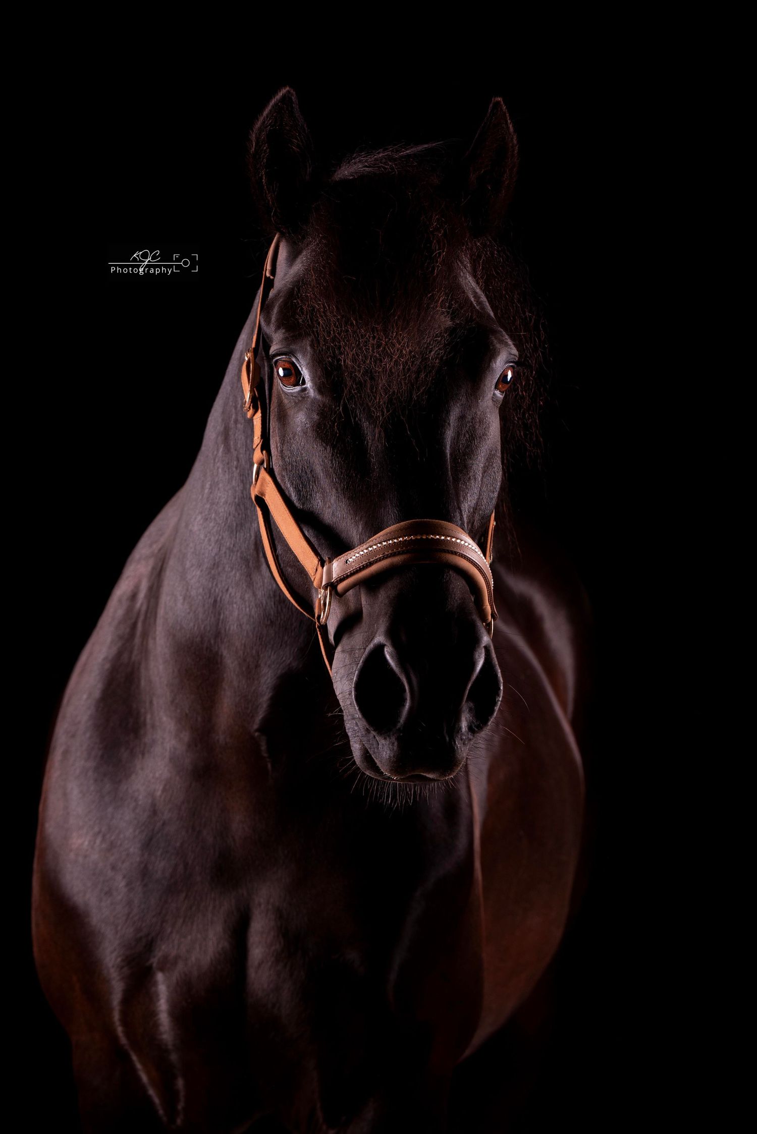 Equine Fine Art sessie in mobiele studio