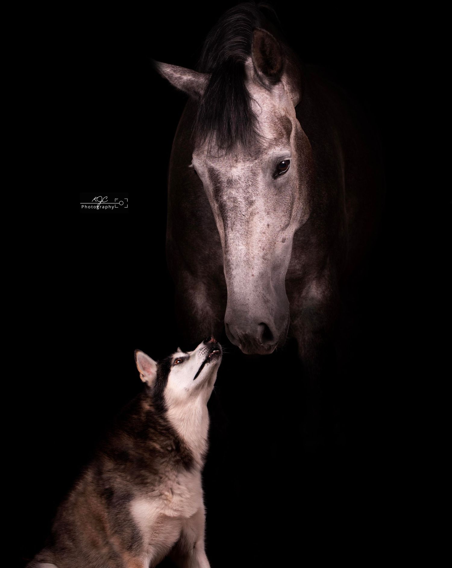 Equine Fine Art sessie met hond